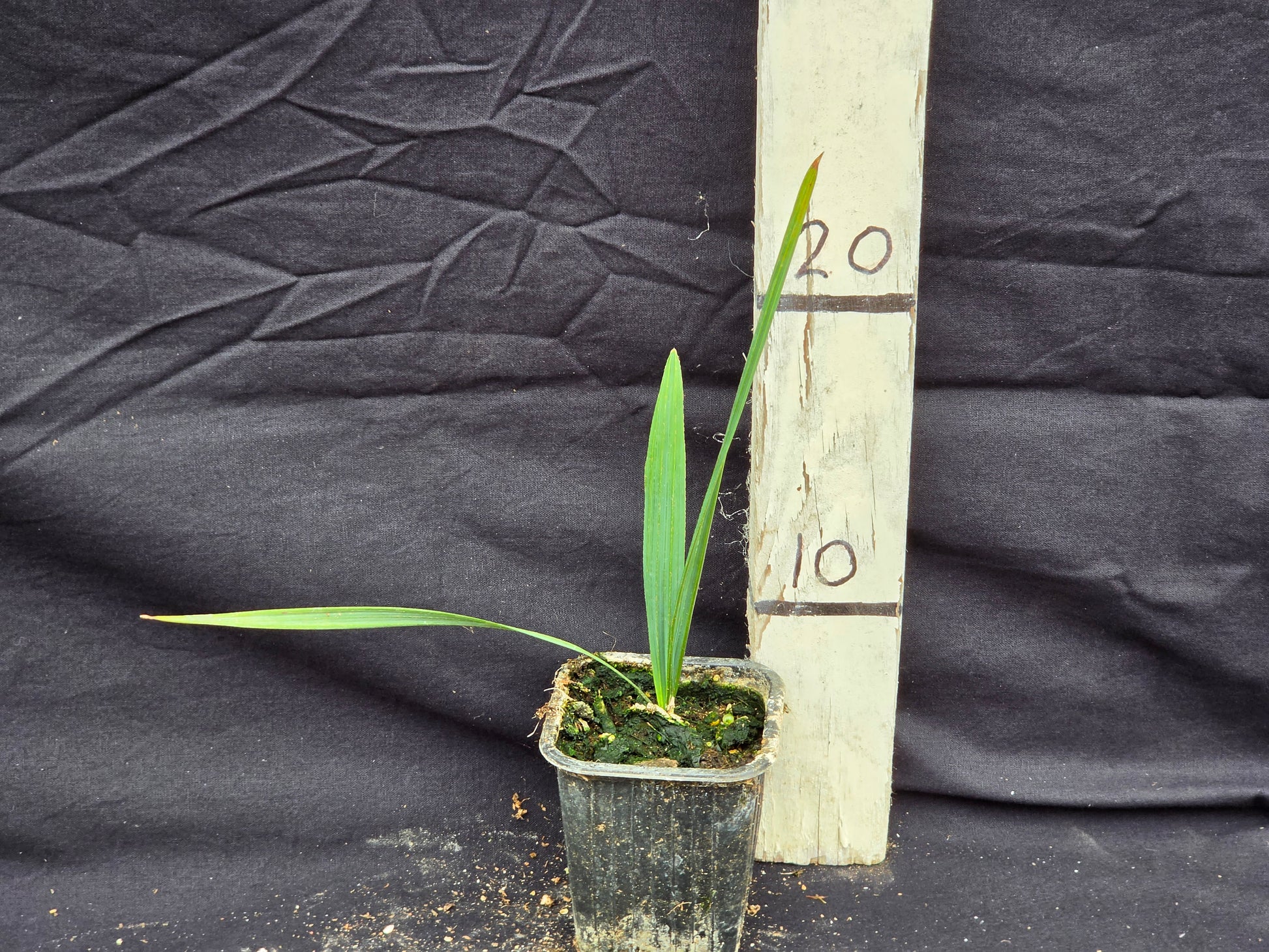 Sabal minor ''Blountstown dwarf''