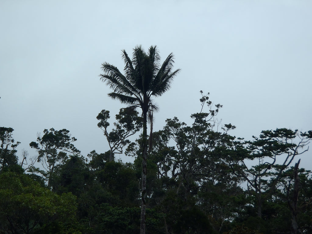 Beccariophoenix madagascariensis