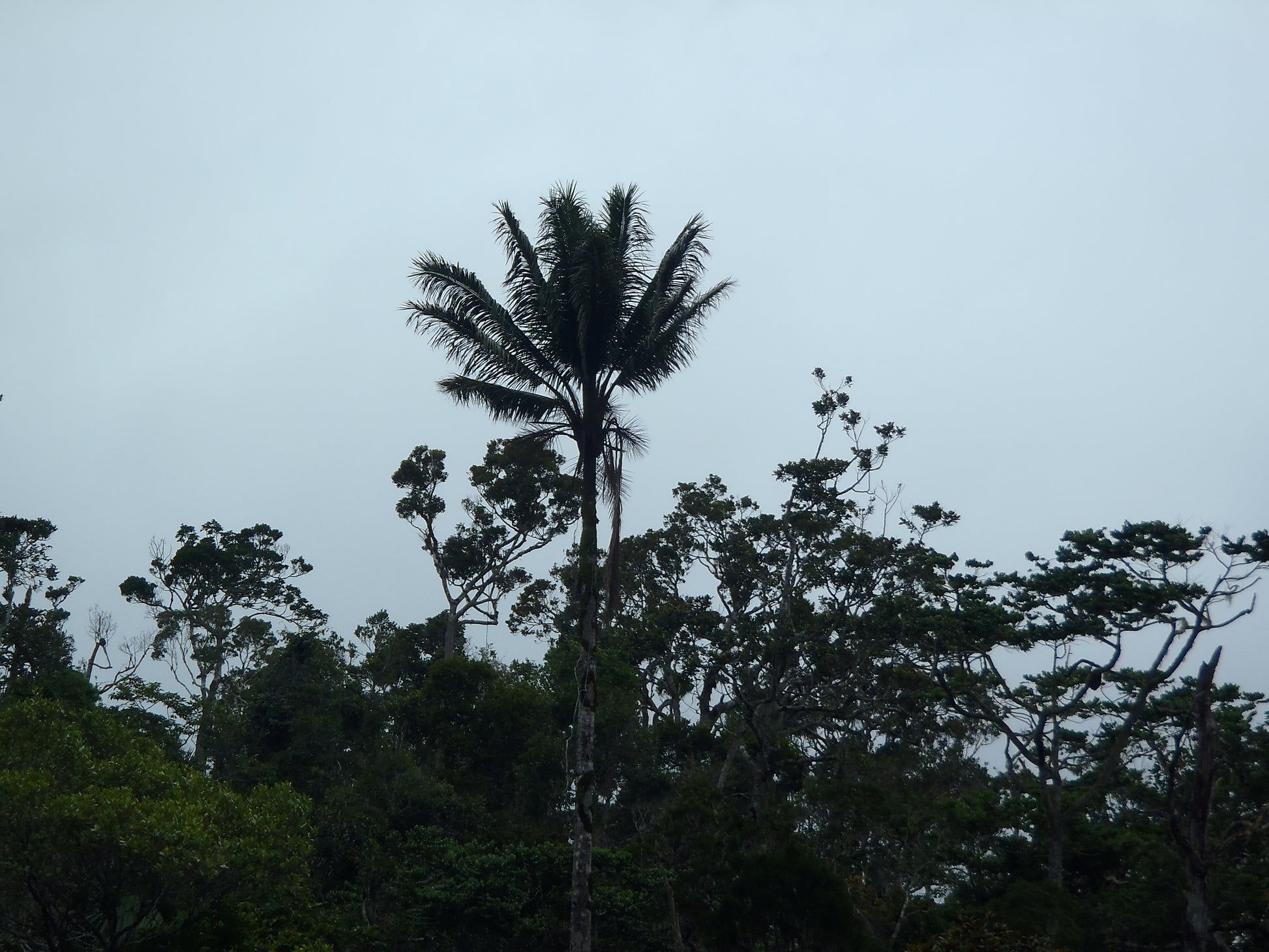 Beccariophoenix madagascariensis