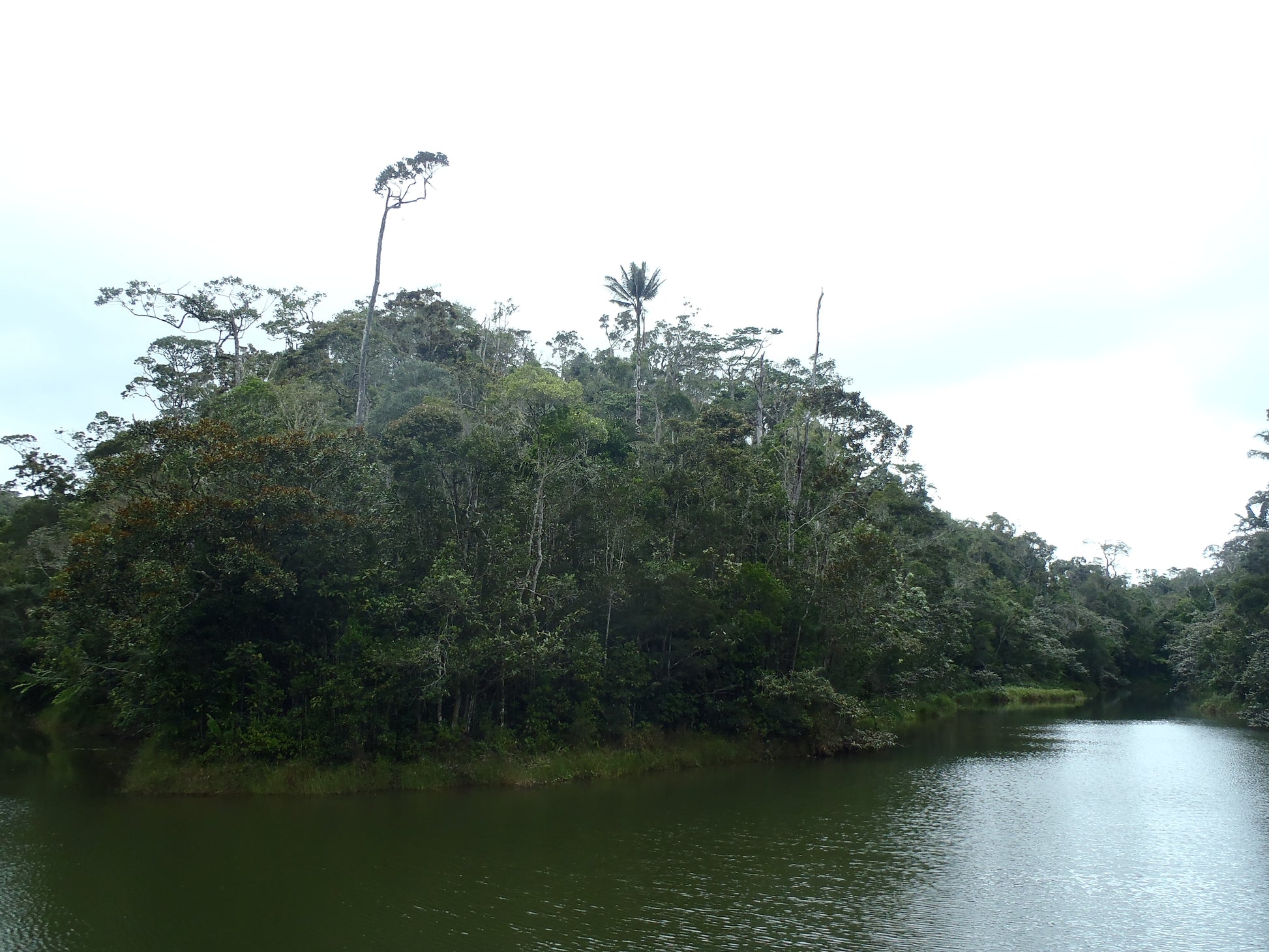 Beccariophoenix madagascariensis