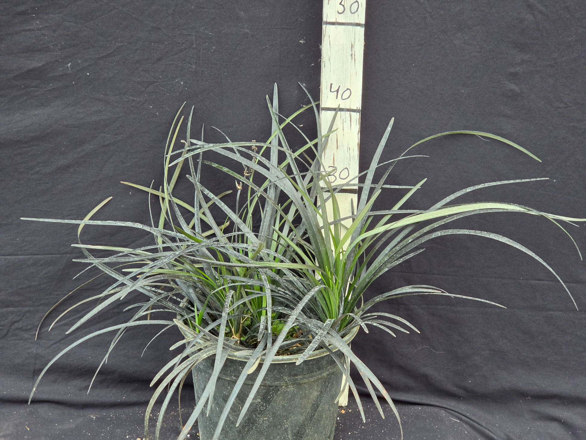 Ophiopogon planiscapus 'Niger'