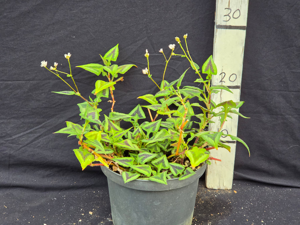 Persicaria microcephala 'Purple fantasy'