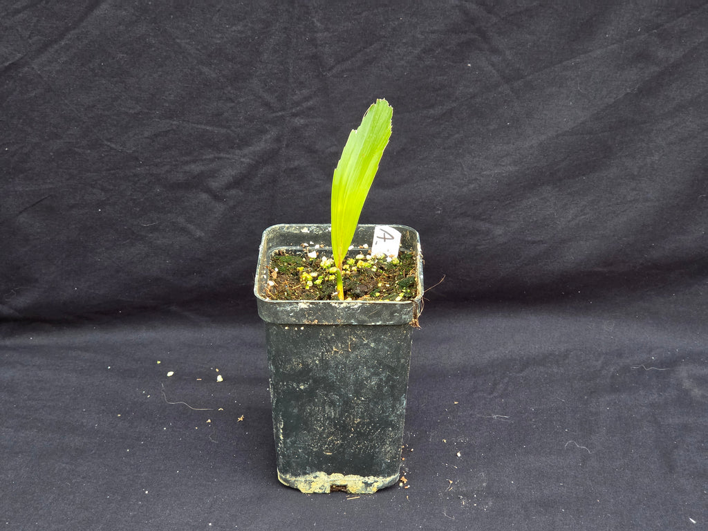 Arenga engleri
