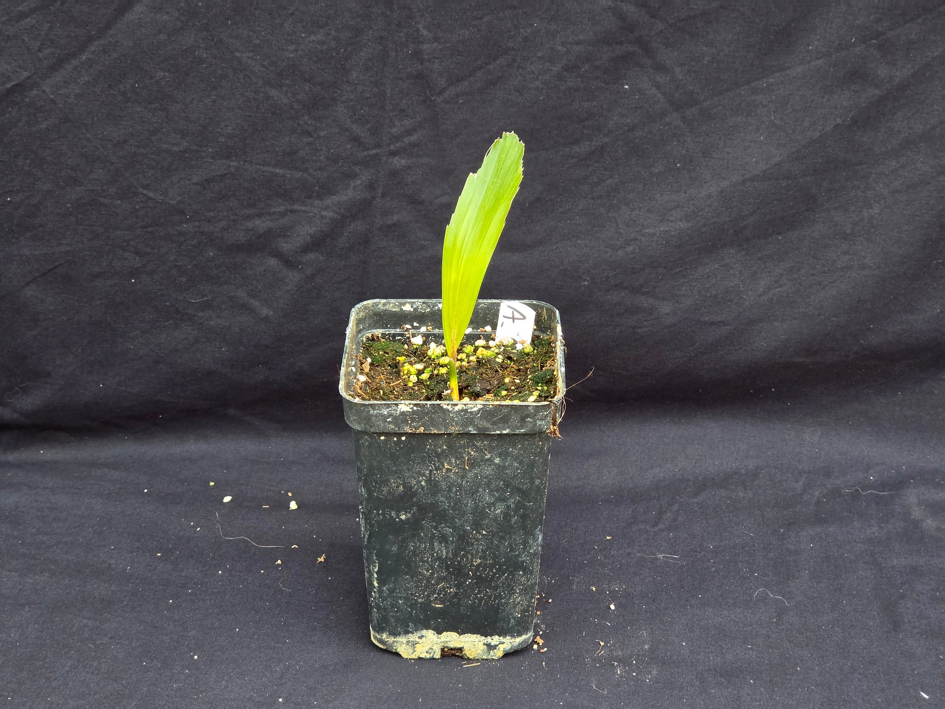 Arenga engleri