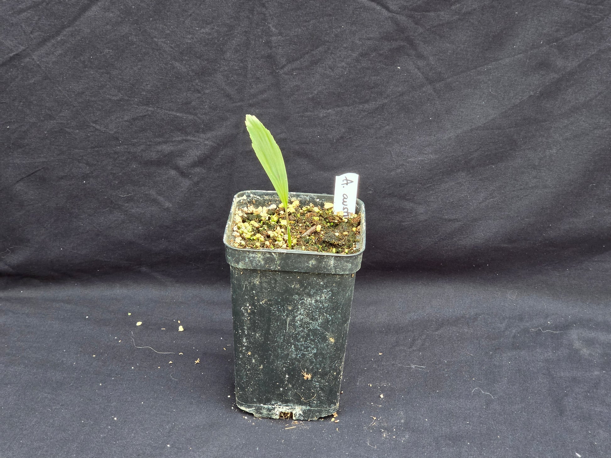 Arenga australica