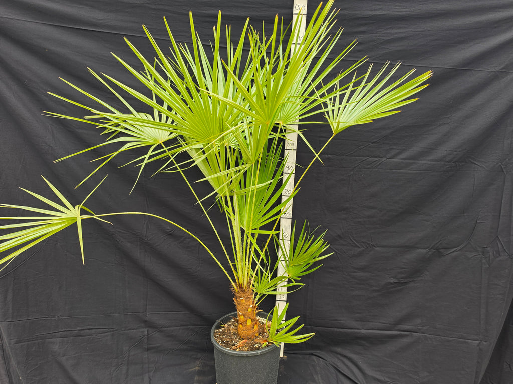 Chamaerops humilis