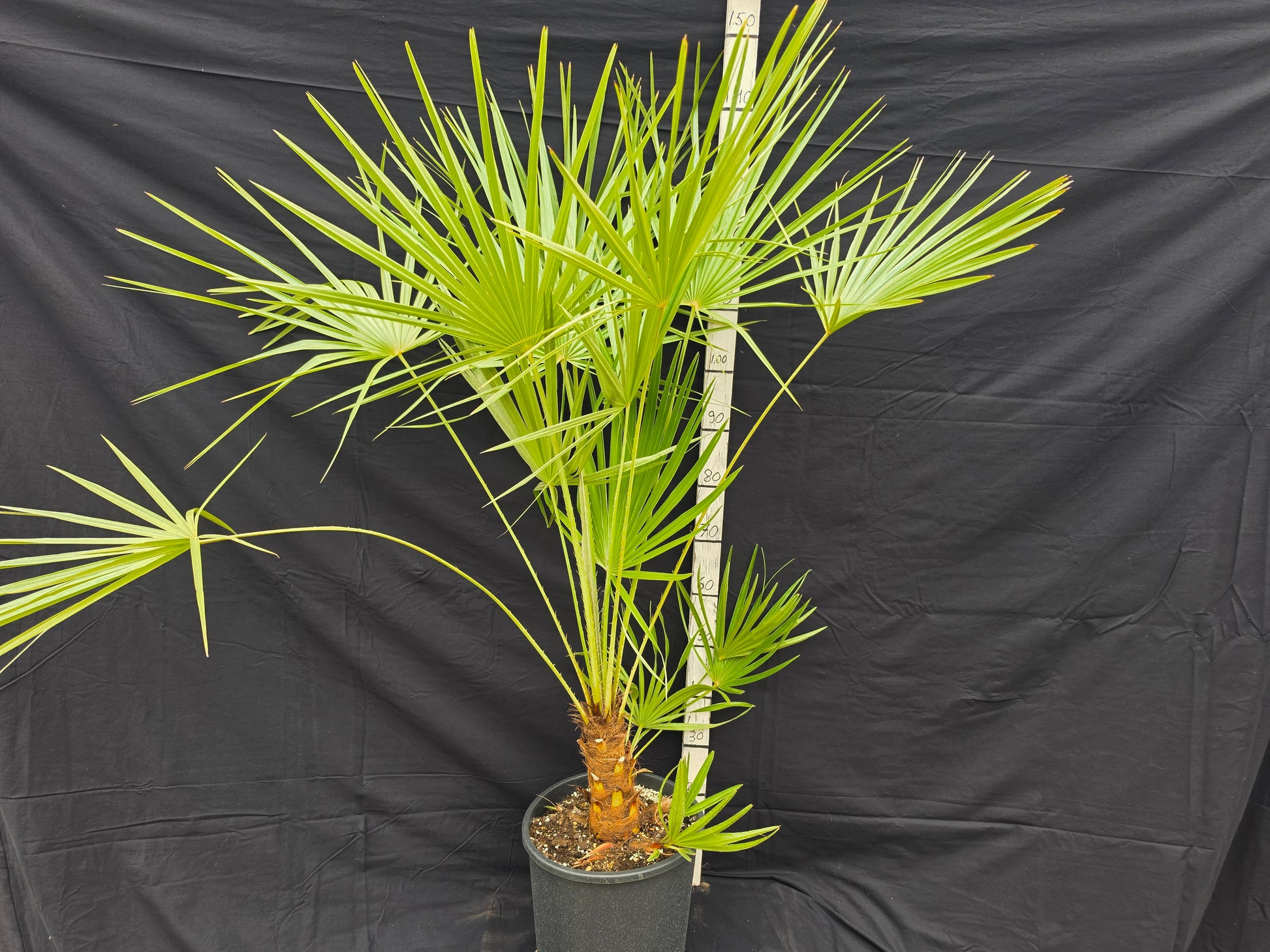 Chamaerops humilis