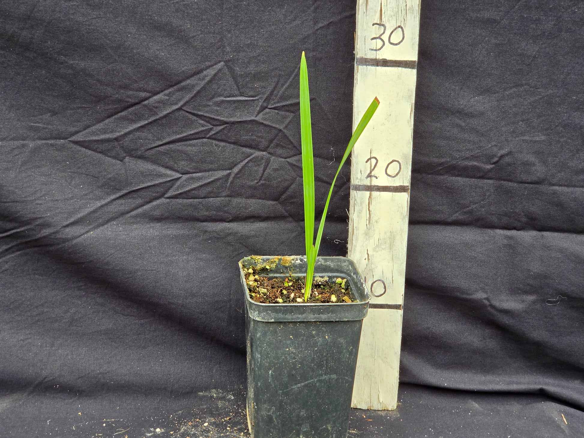 Acoelorrhaphe wrightii
