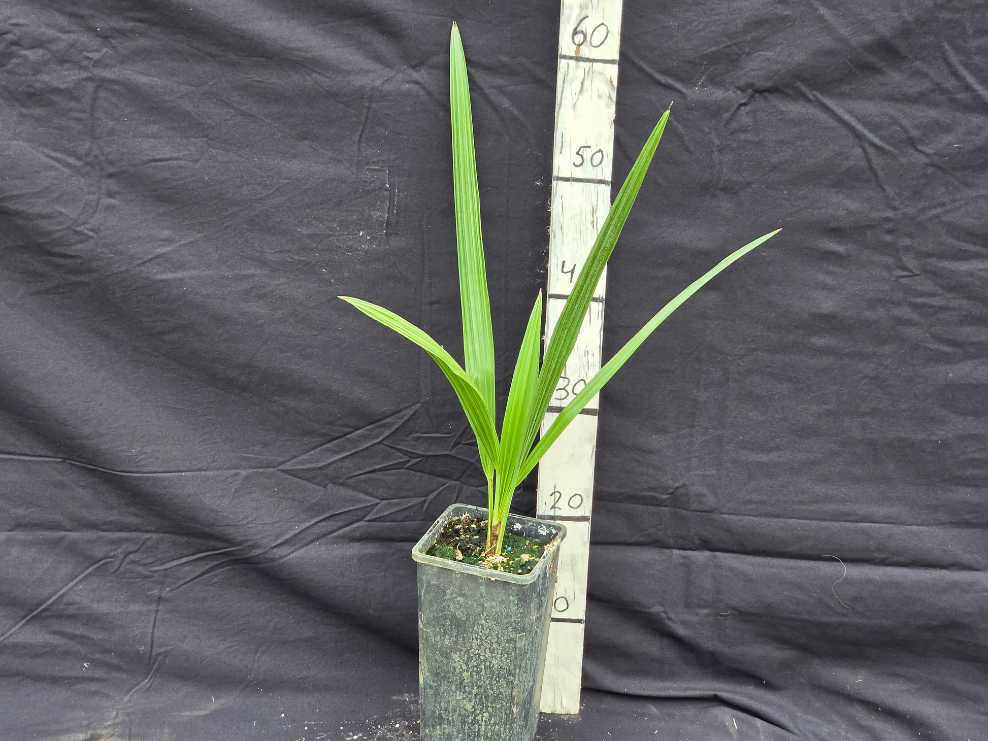 Brahea brandegeei