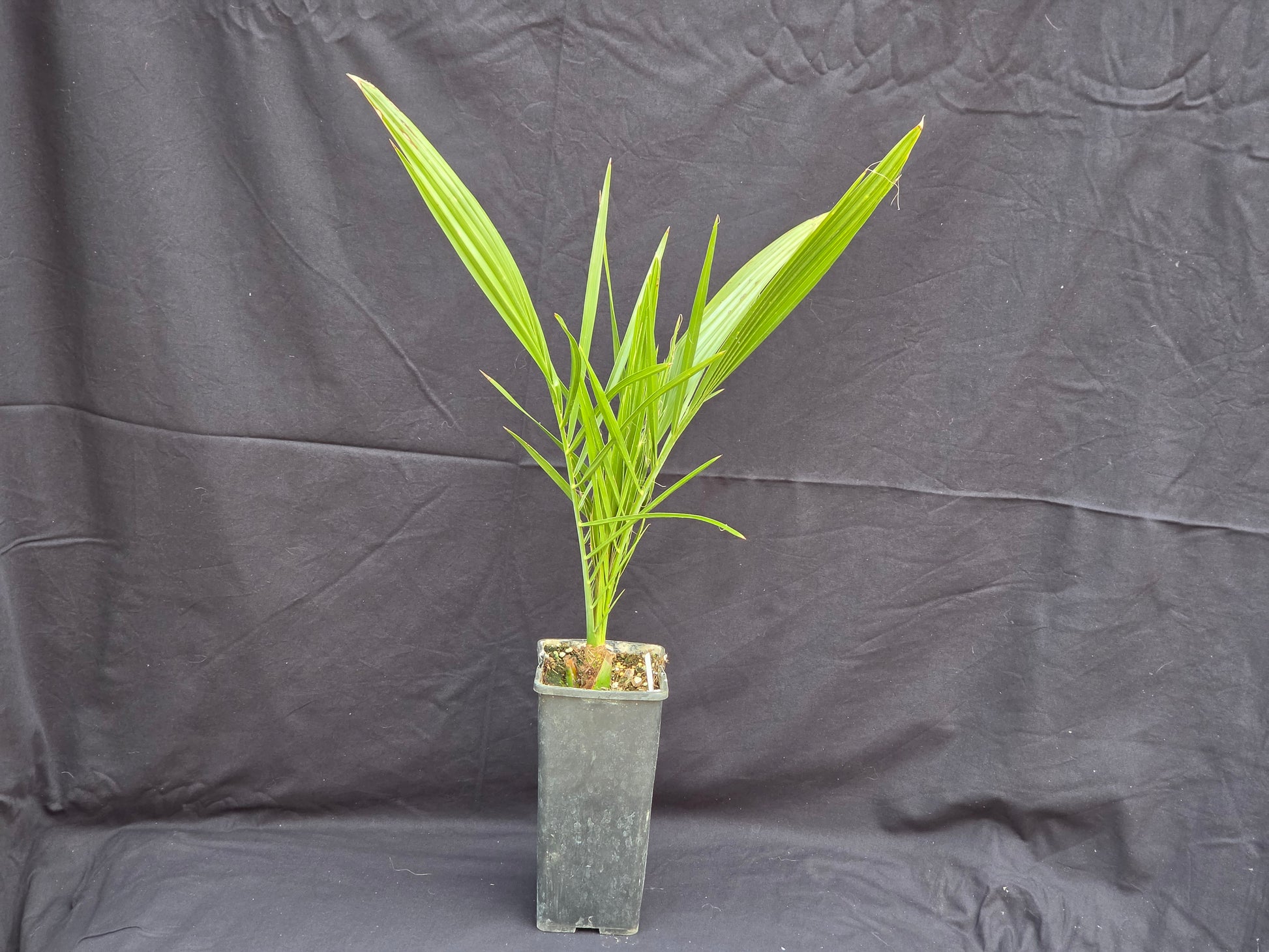 Phoenix roxburghii 'Round seed'