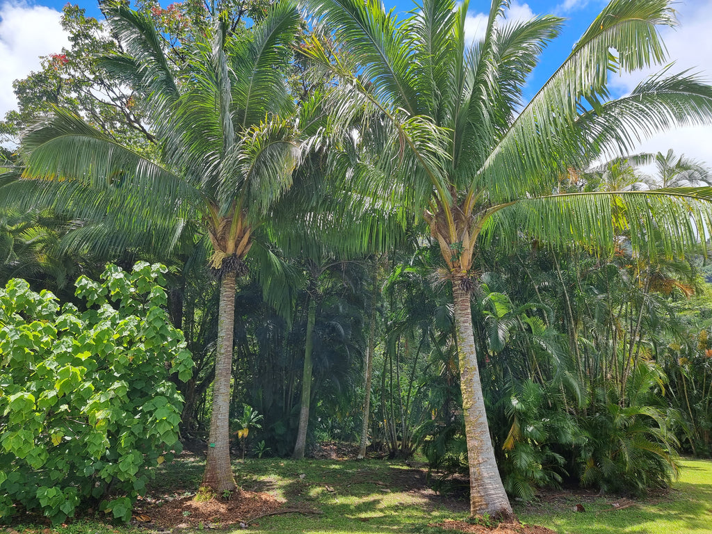 Beccariophoenix madagascariensis