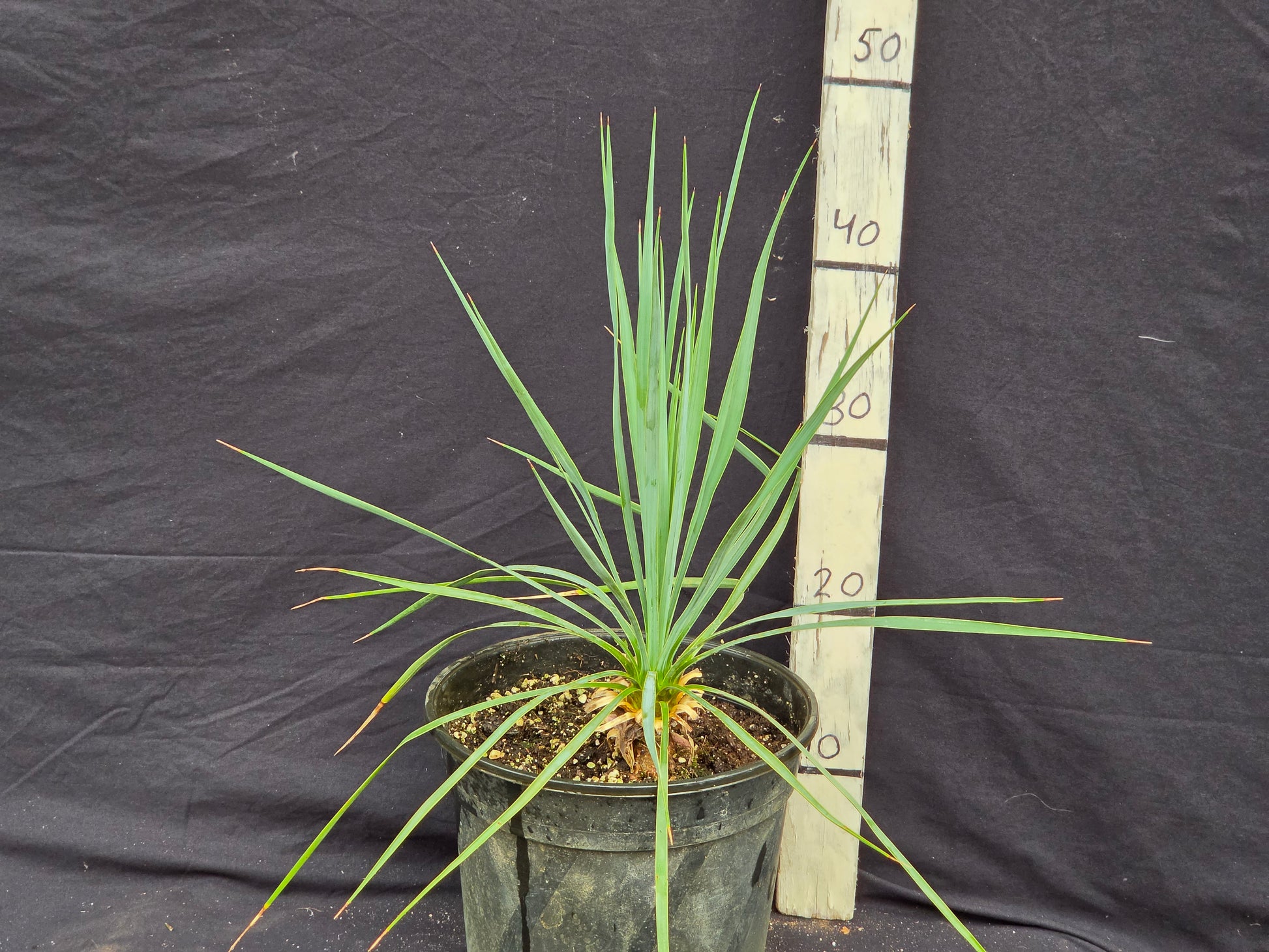 Yucca rostrata