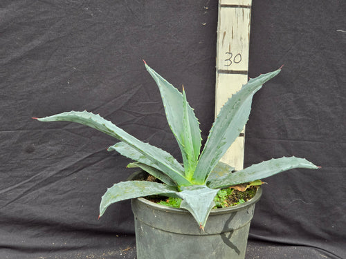 Agave americana