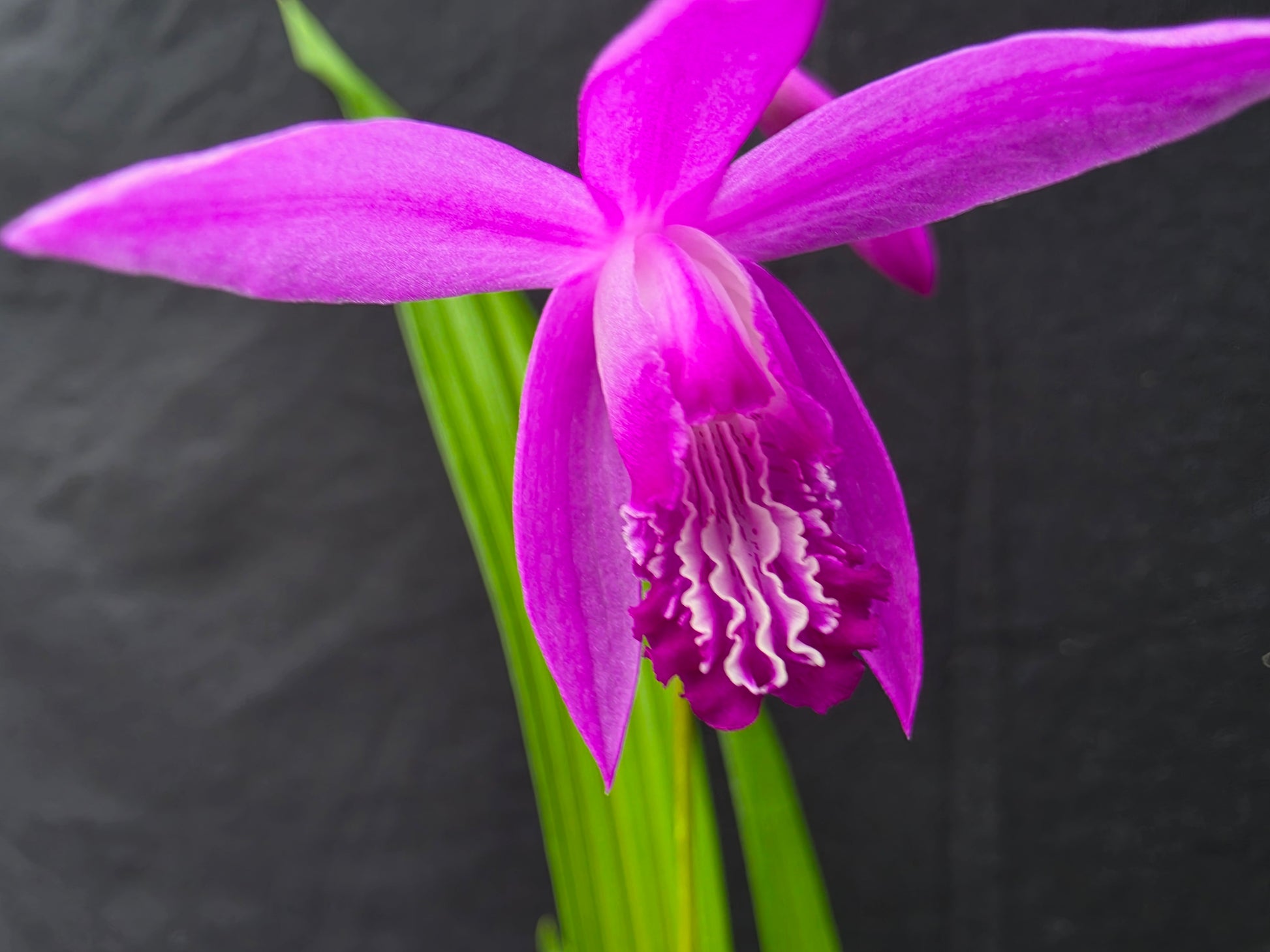 Bletillia striata