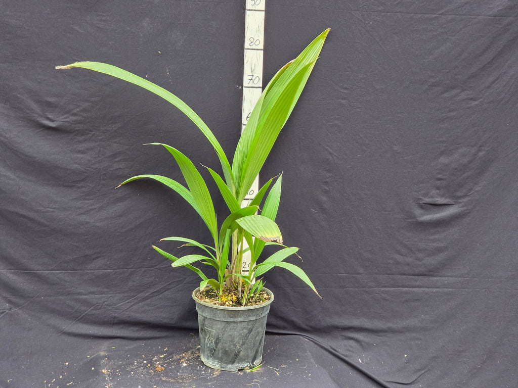 Molineria capitulata