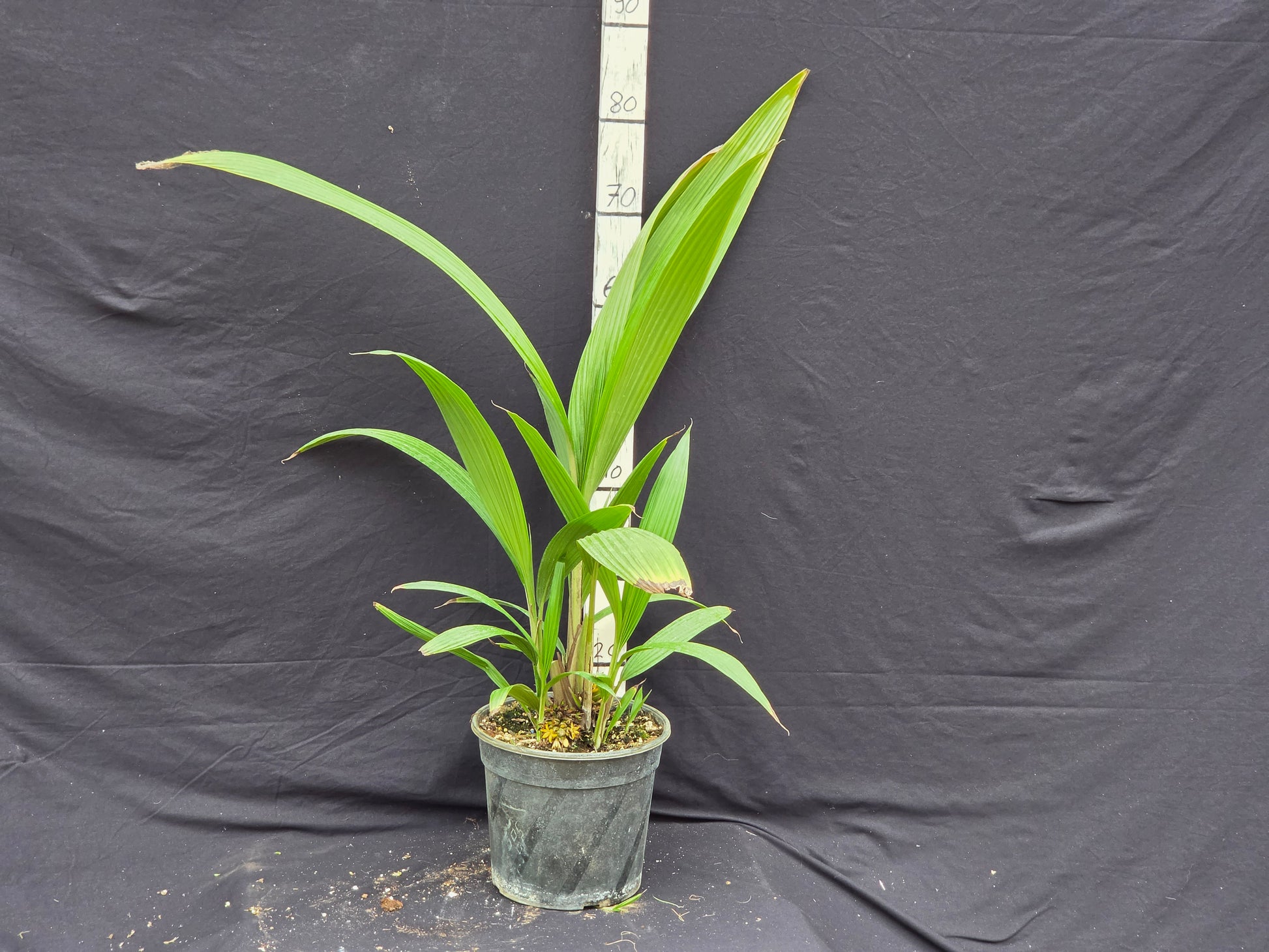Molineria capitulata