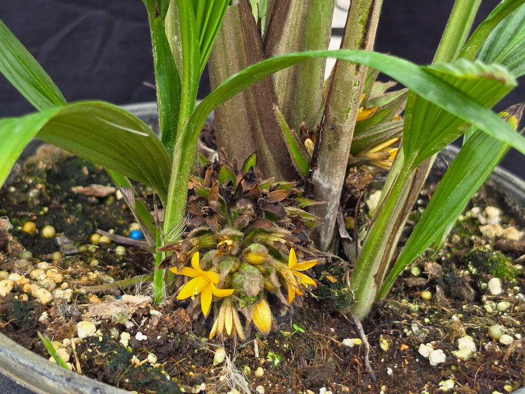 Molineria capitulata