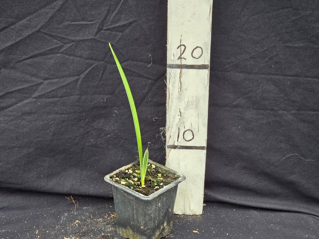 Serenoa repens var. Cinerea