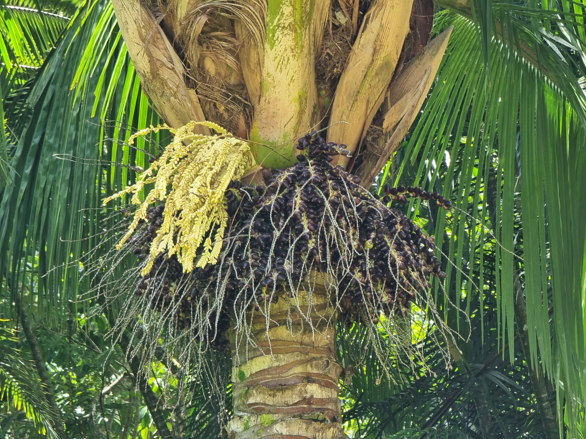 Beccariophoenix madagascariensis