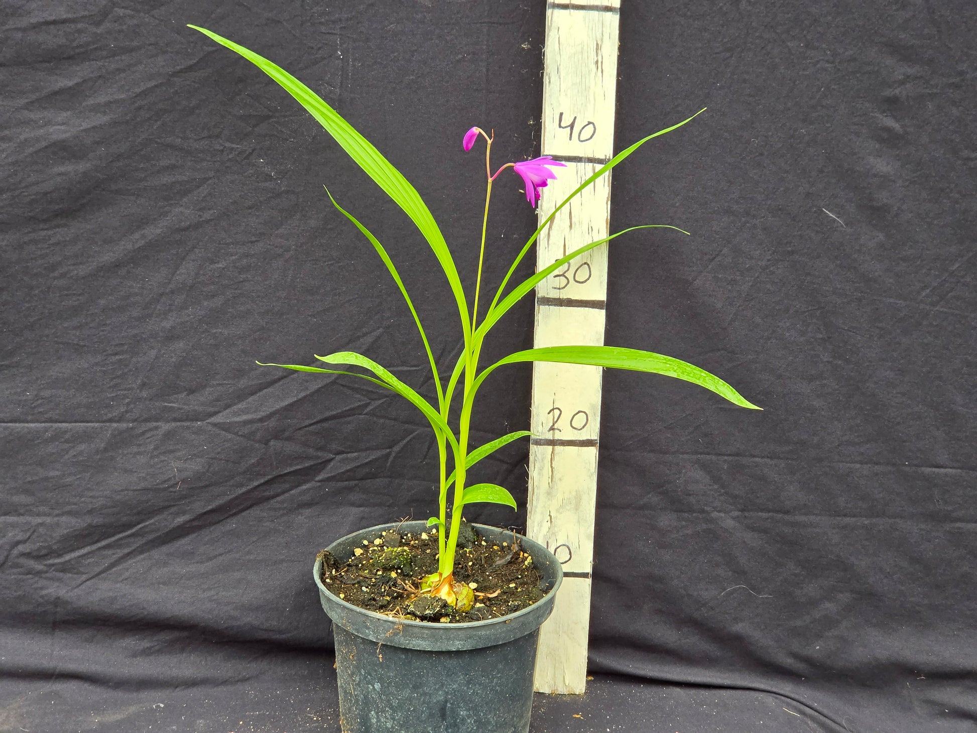 Bletillia striata