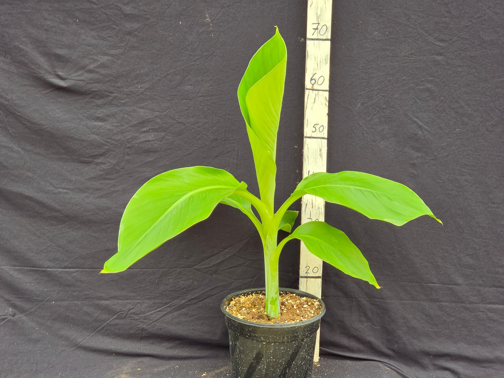 Ensete glaucum