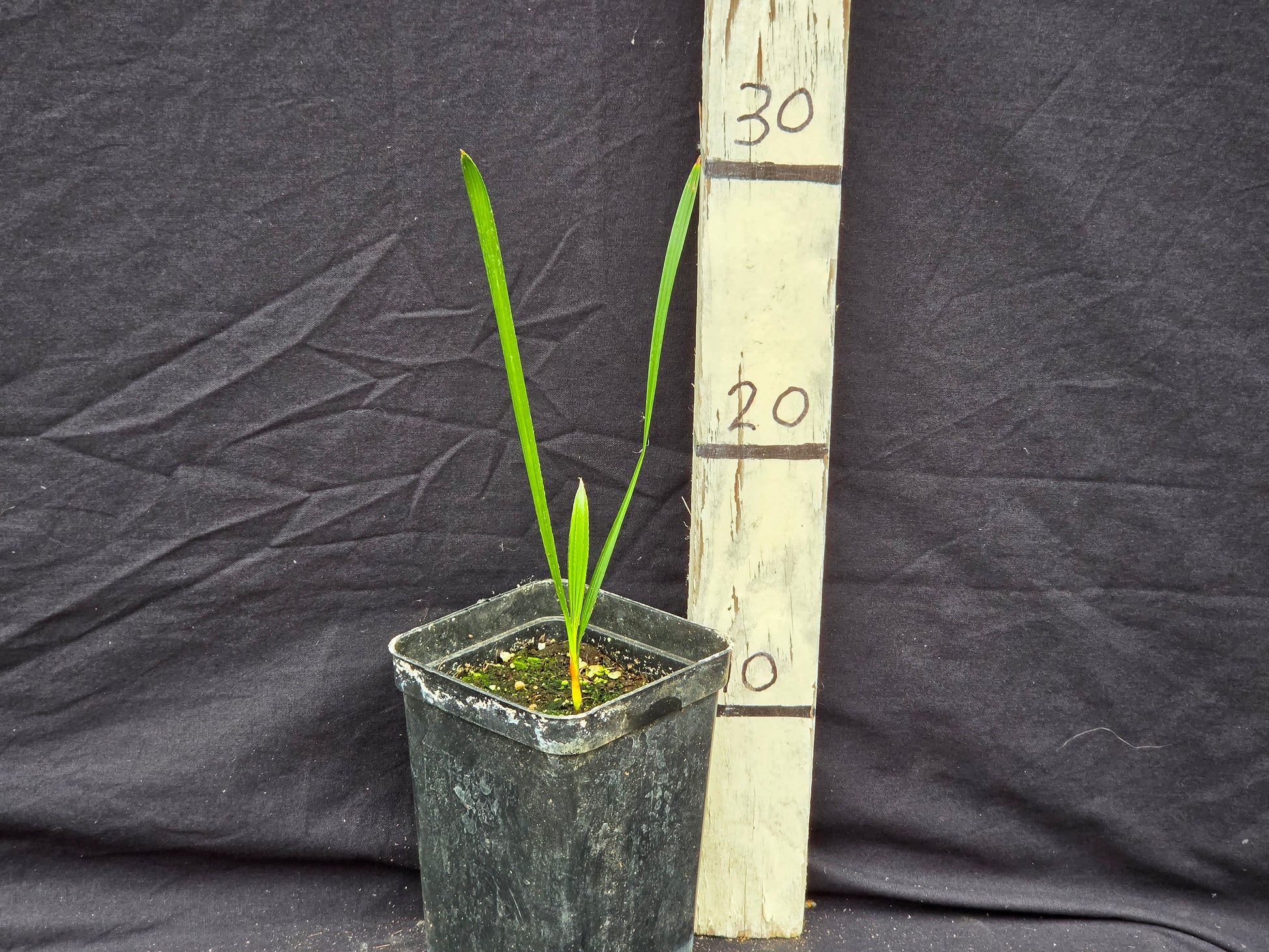 Brahea dulcis