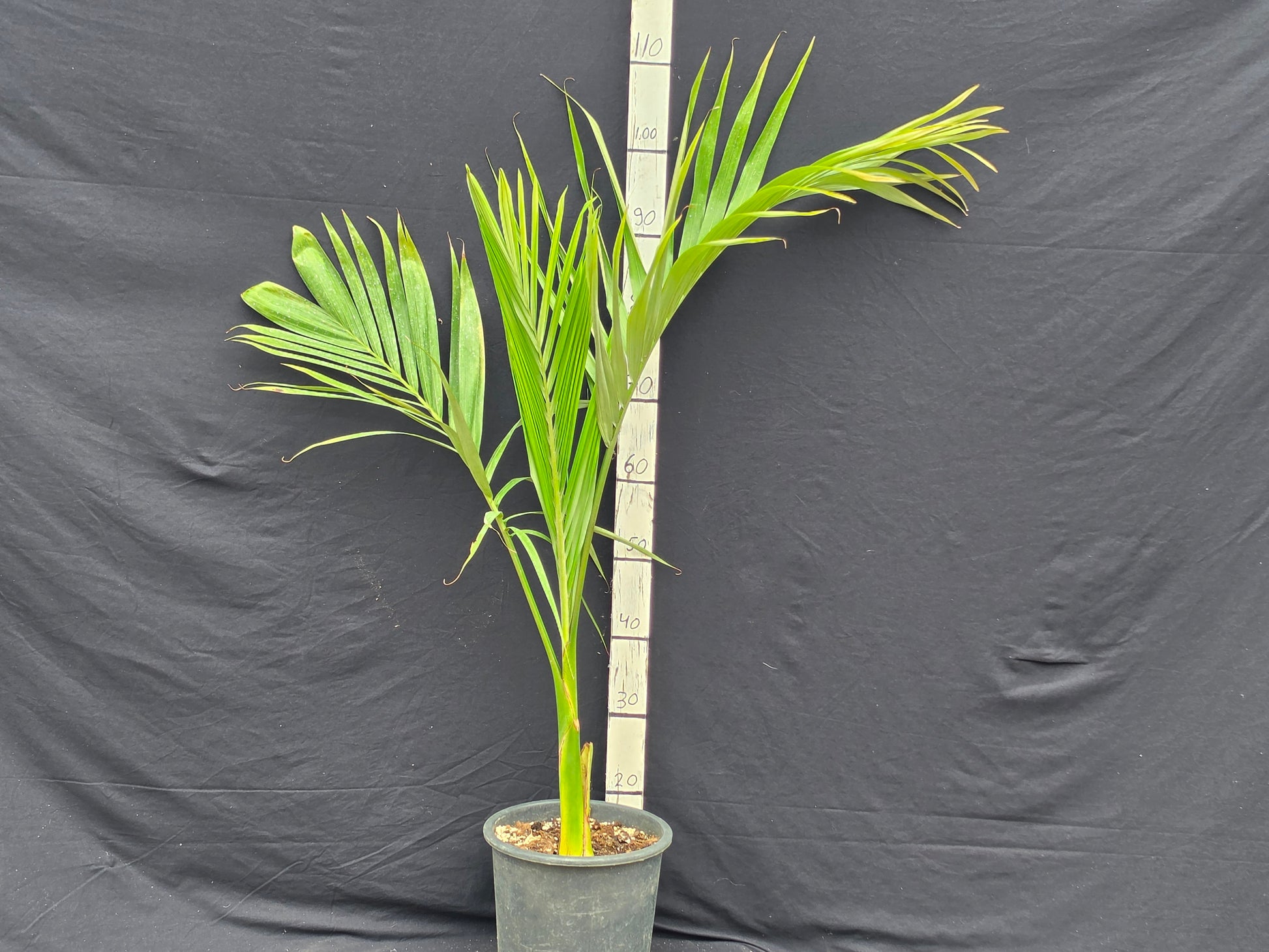 Archontophoenix alexandrae