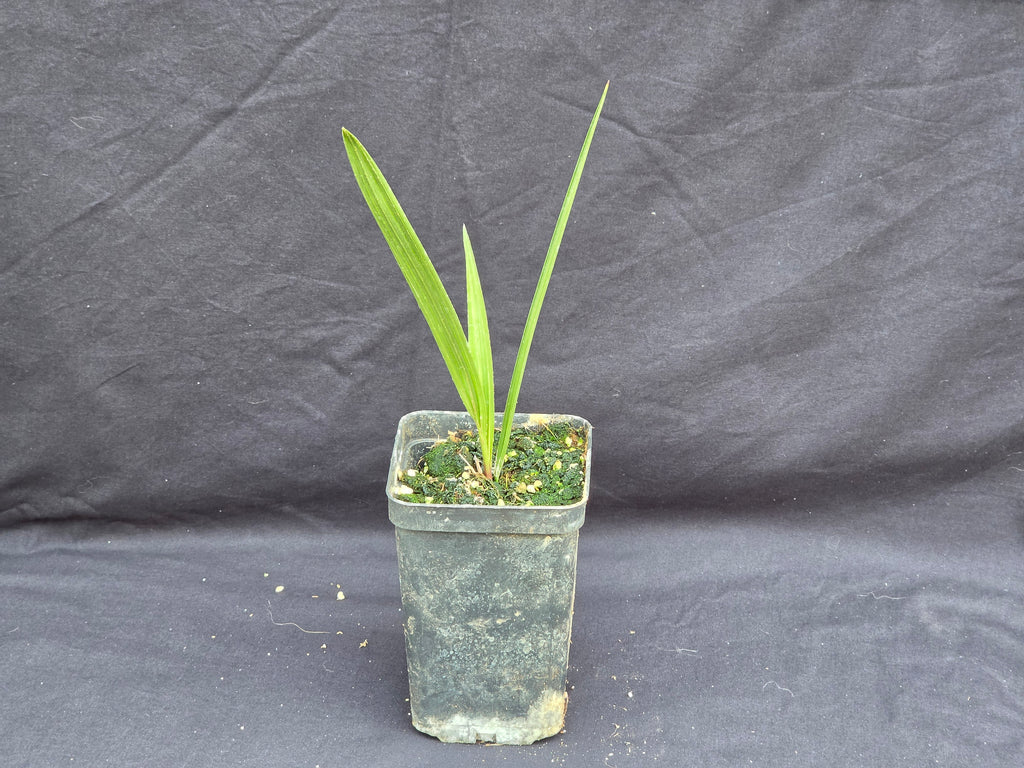 Chamaerops humilis var. Cerifera