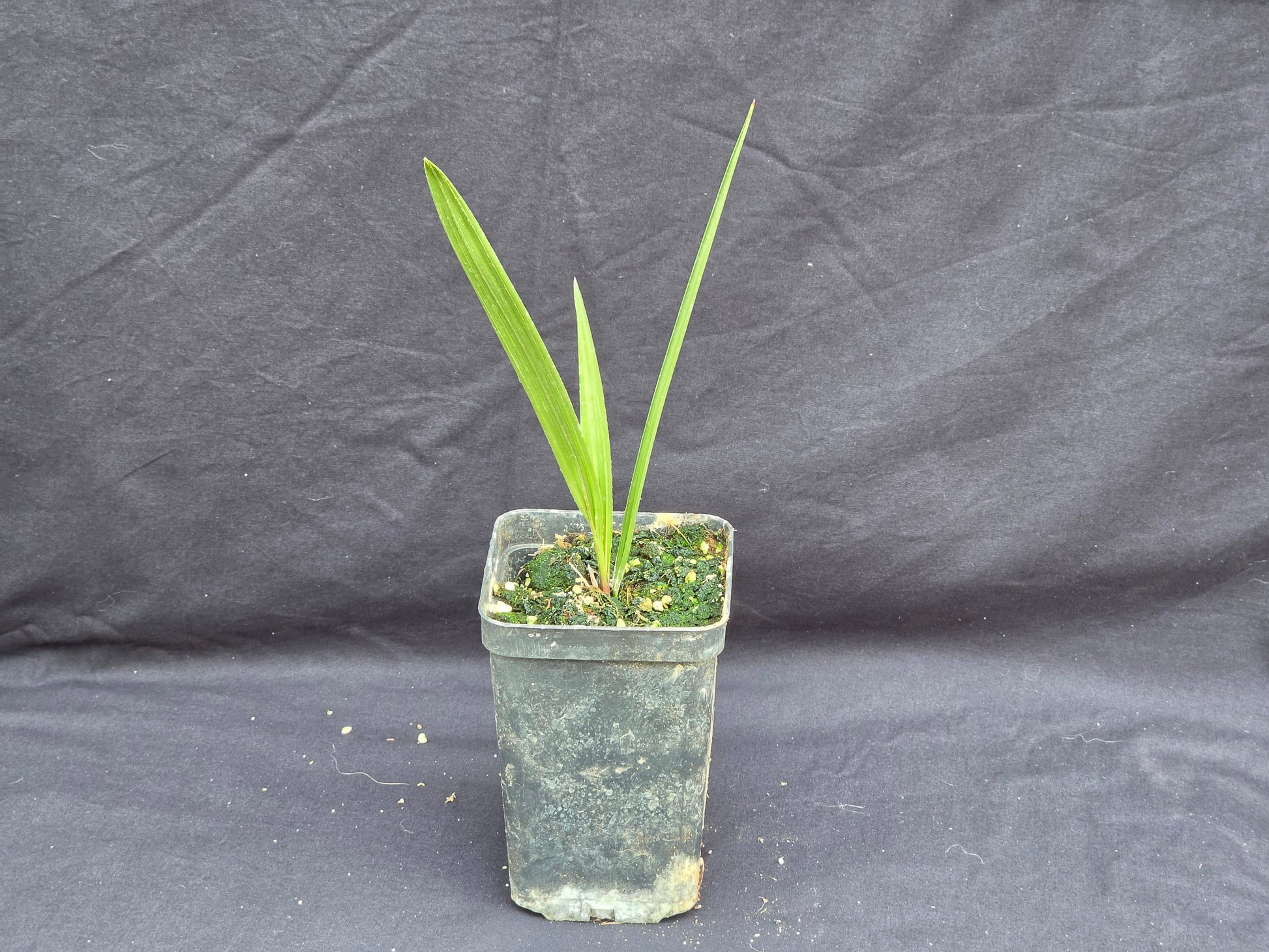 Chamaerops humilis var. Cerifera