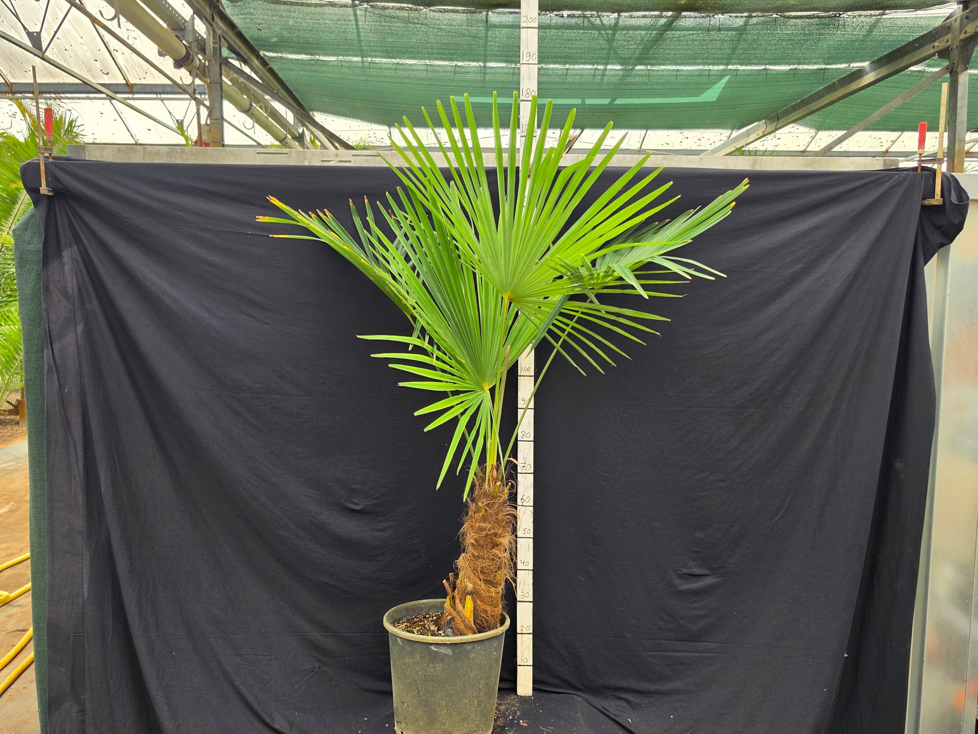 Trachycarpus fortunei 10x ⚠️ Not shippable, pick-up only