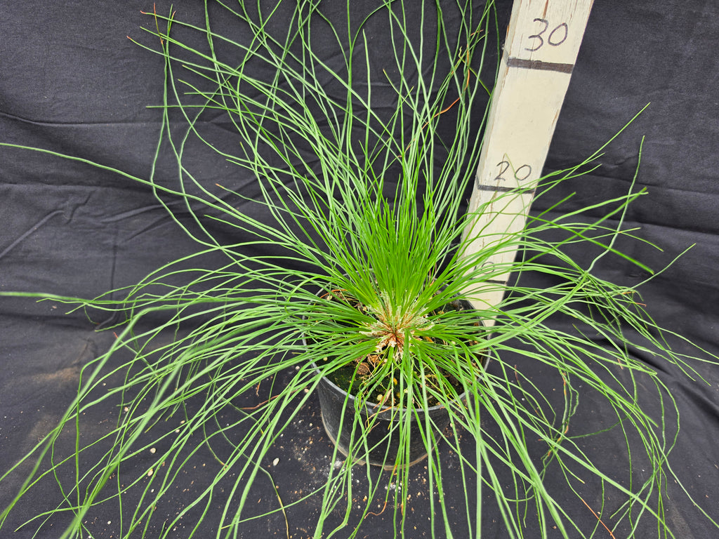 Pinus palustris