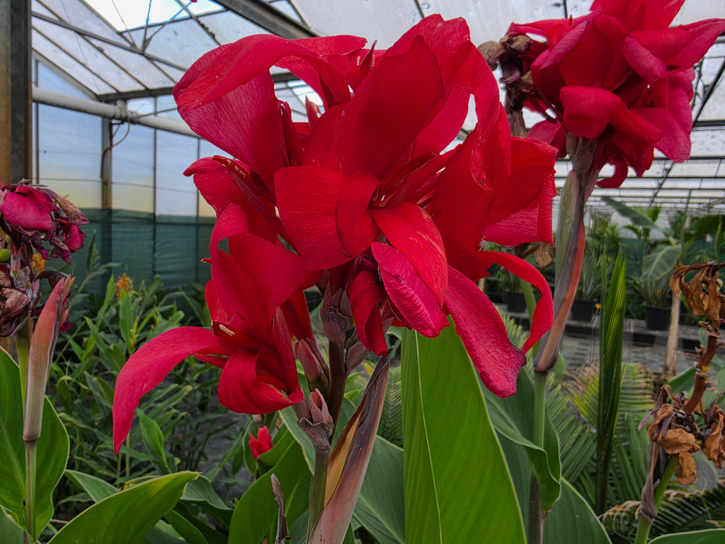 Canna indica 'Pink'