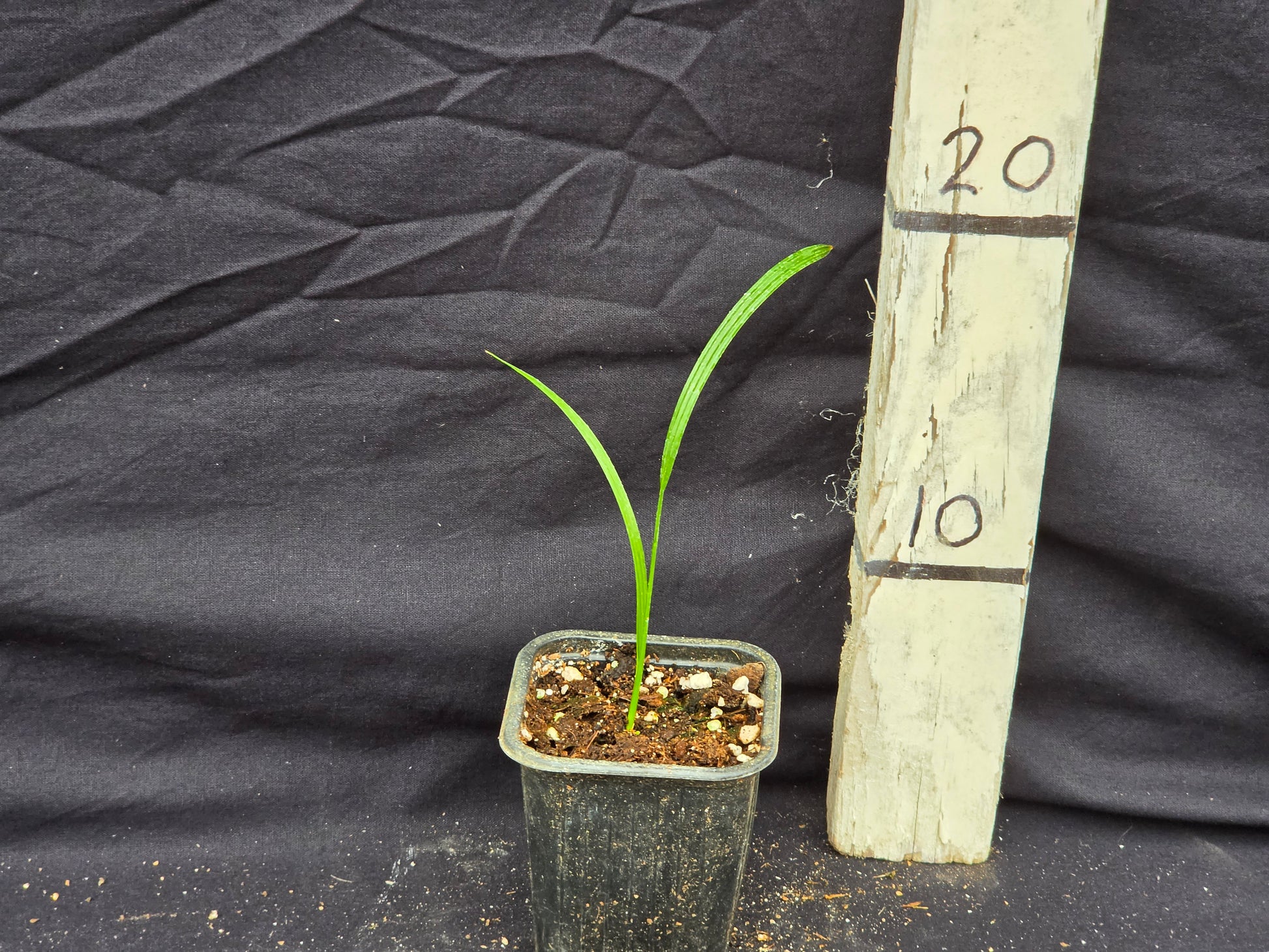 Phoenix roebelenii 'Mekong'