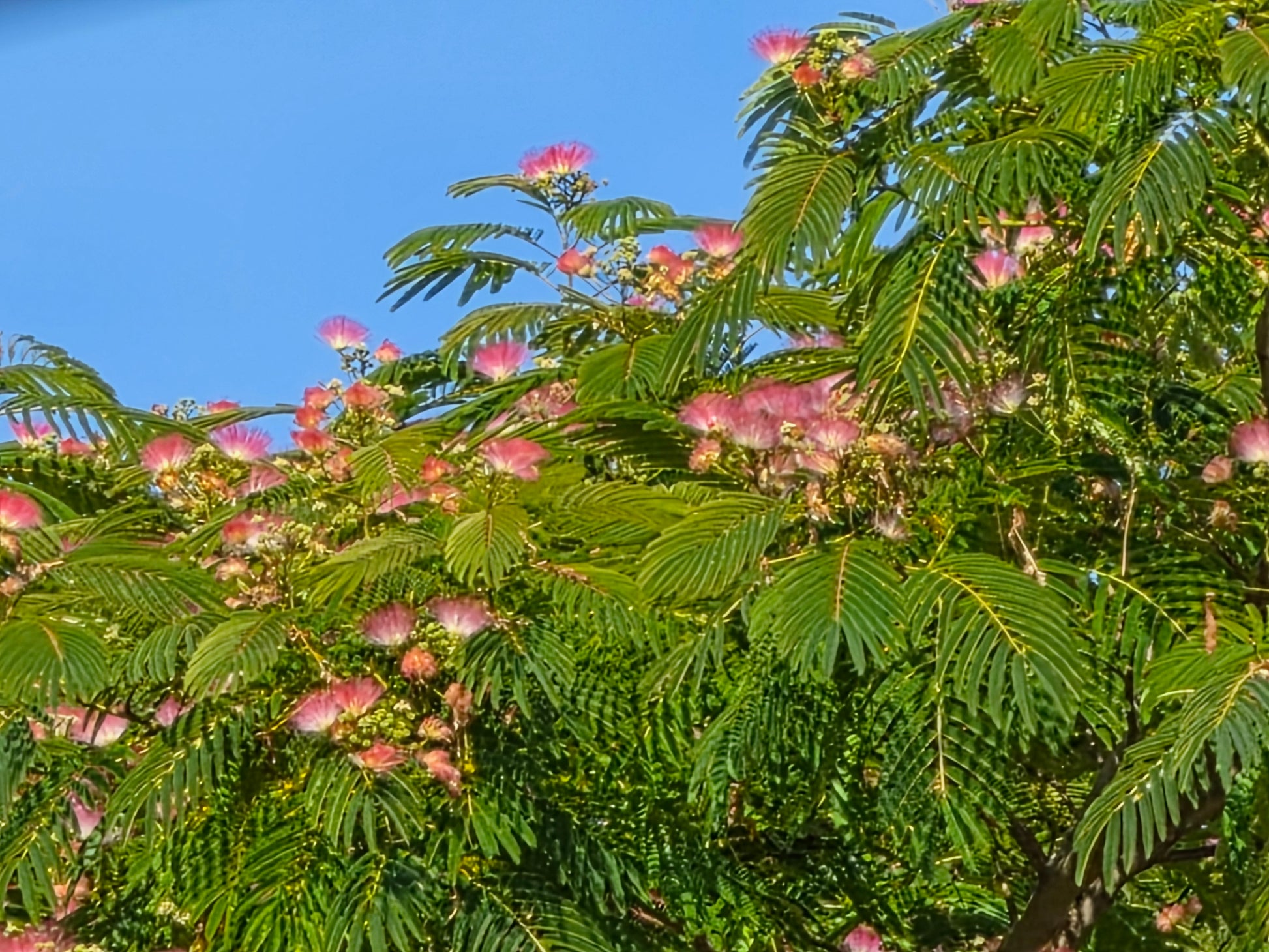 Albizia julibrissin