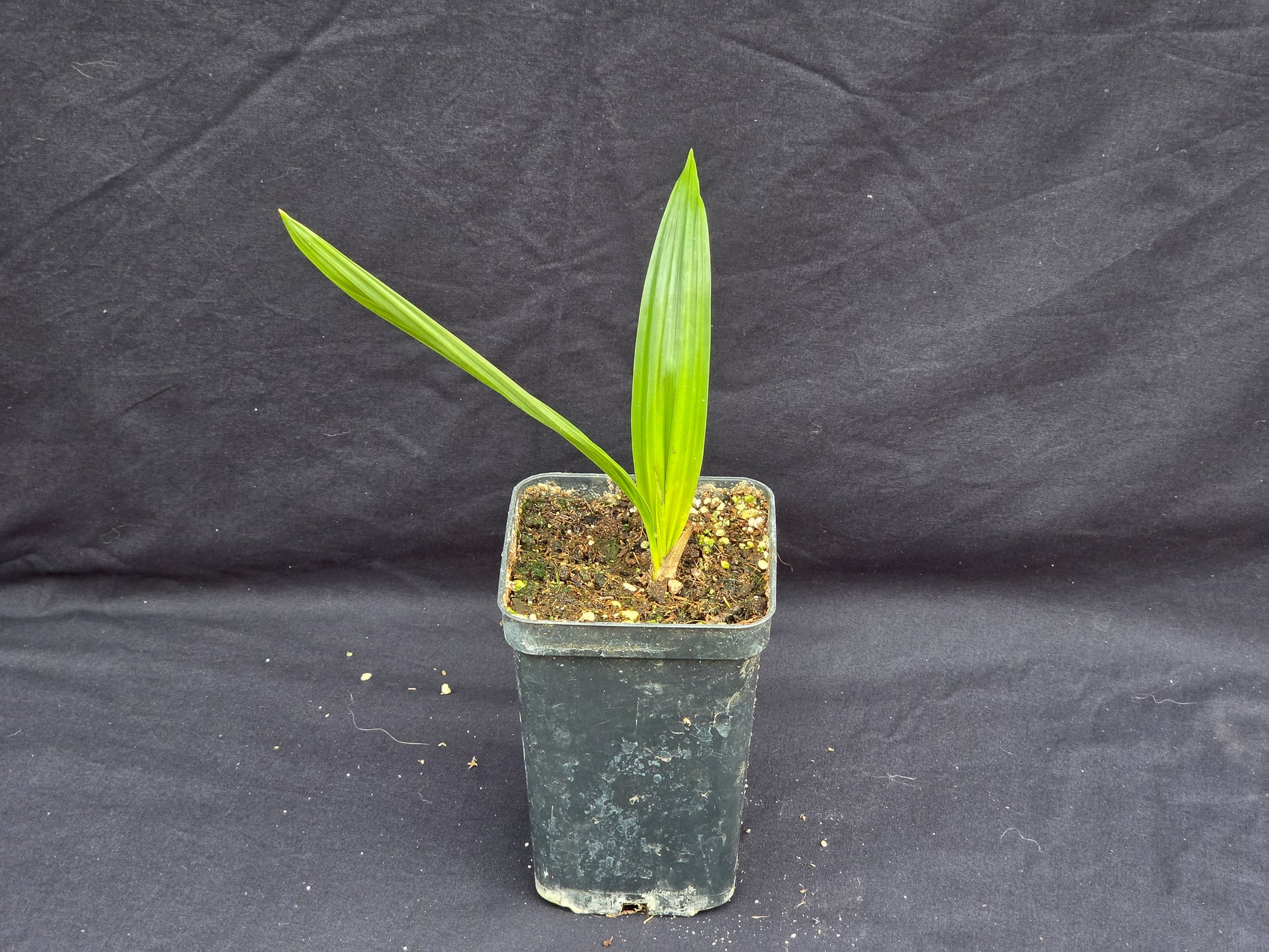 Beccariophoenix madagascariensis