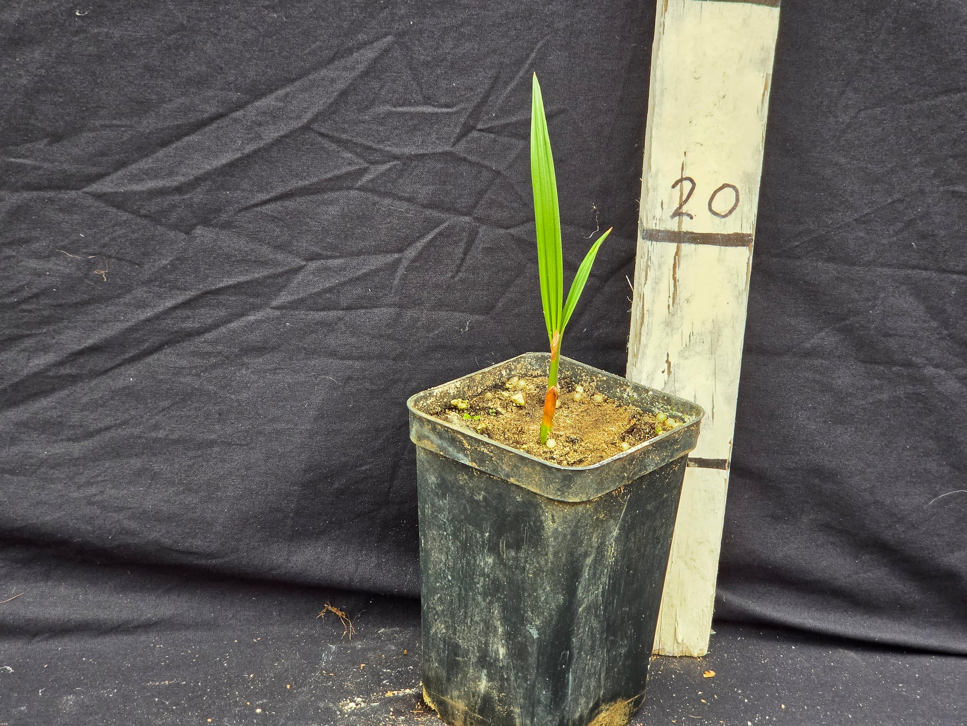 Jubaea chilensis