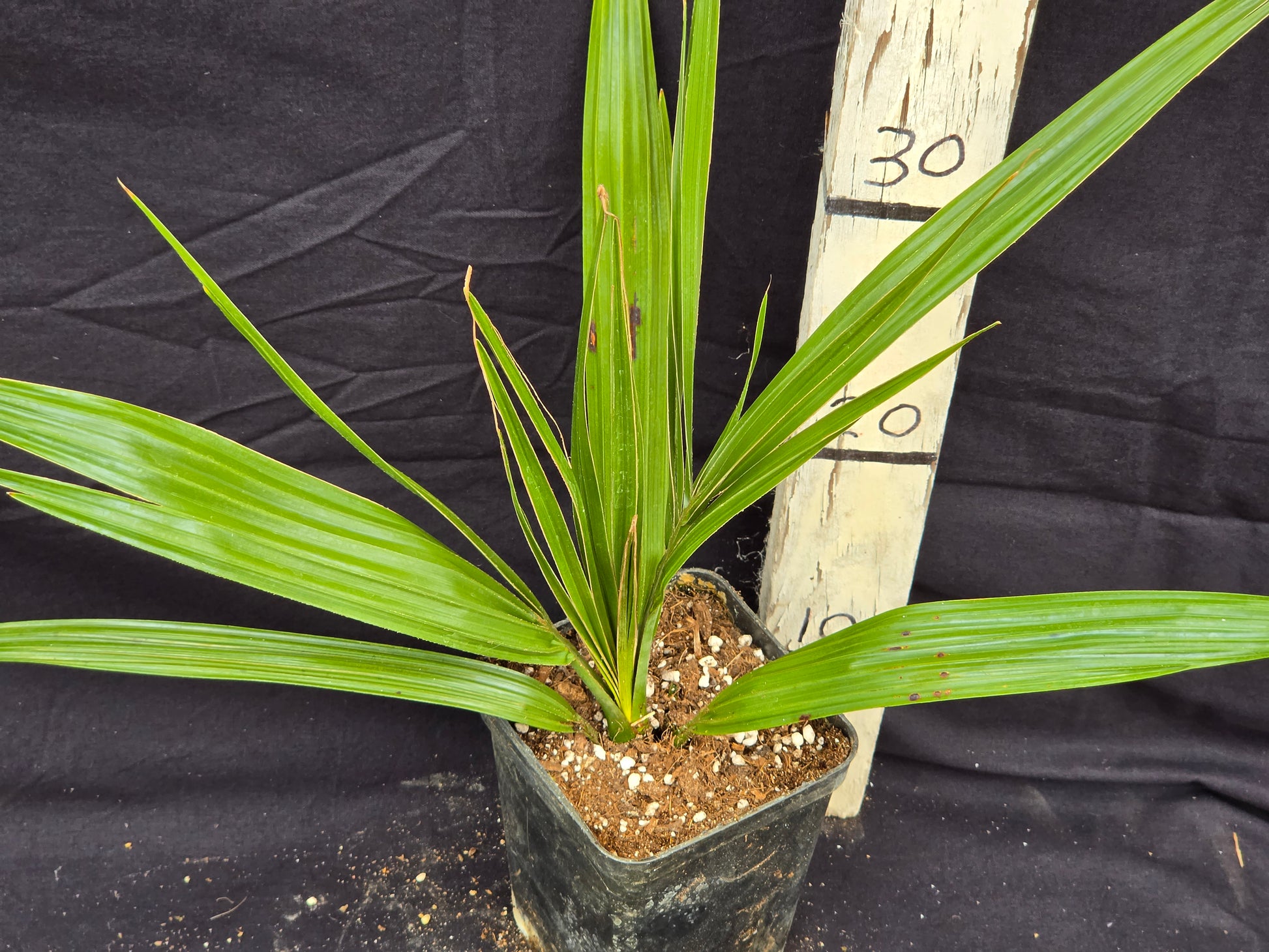 Phoenix canariensis X loureiroi var. Humilis ''Kashmir''