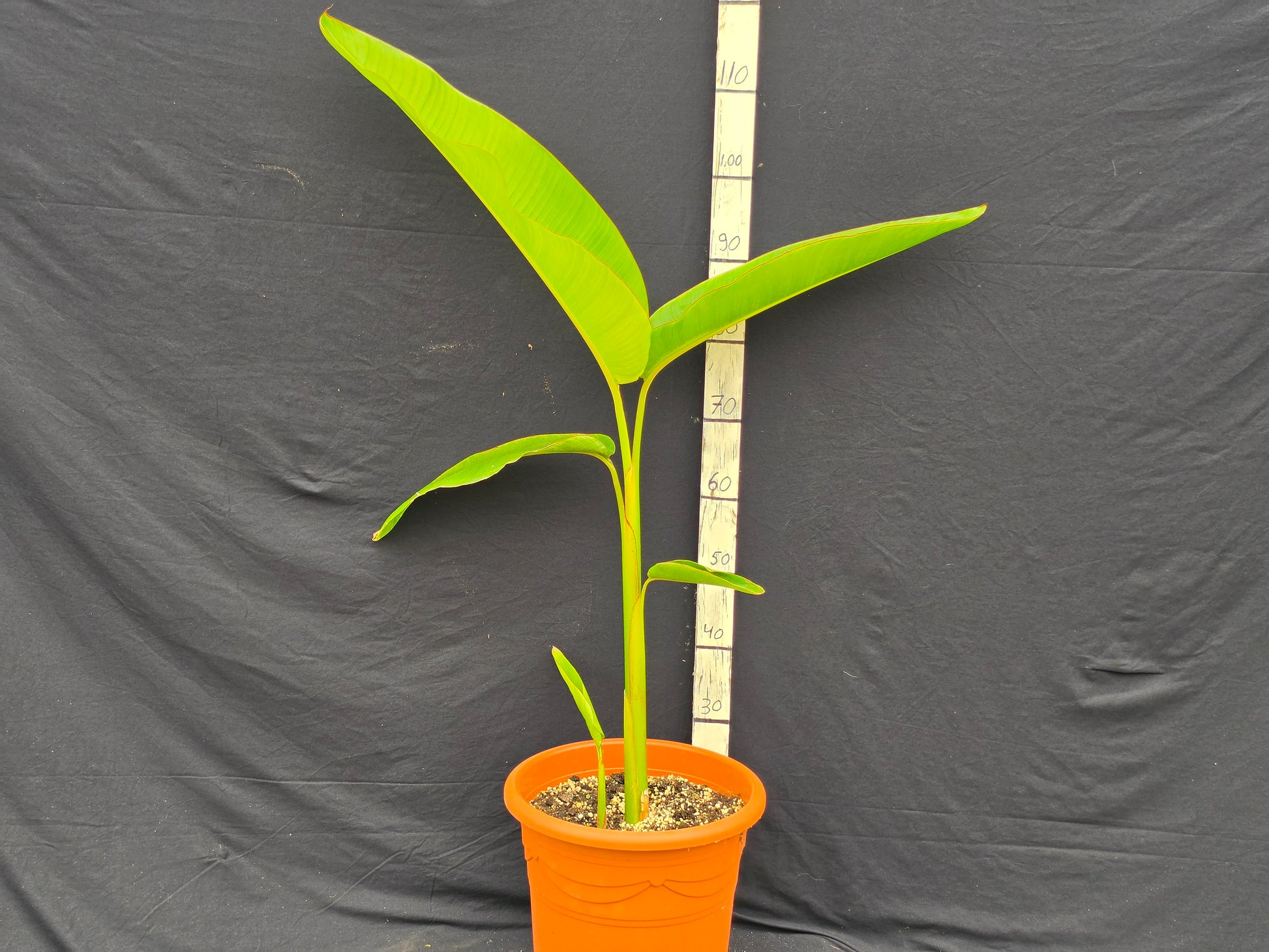 Heliconia schiedeana