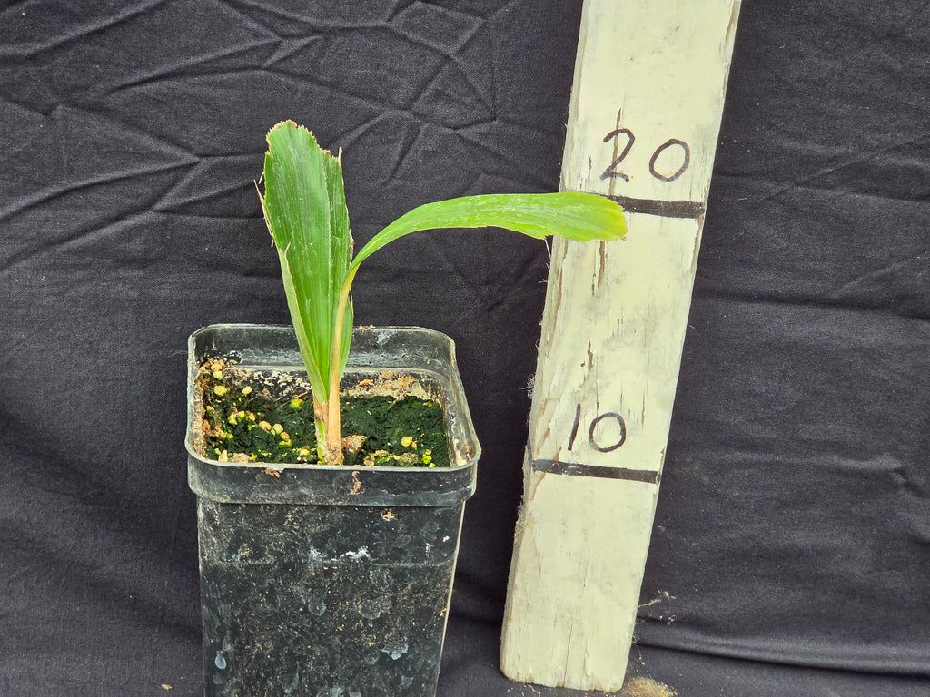 Arenga engleri