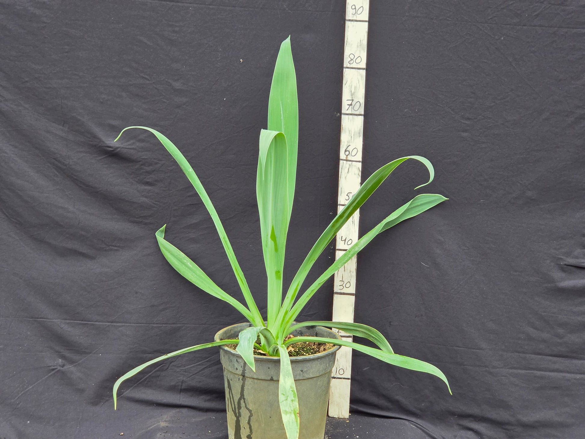Beschorneria yuccoides