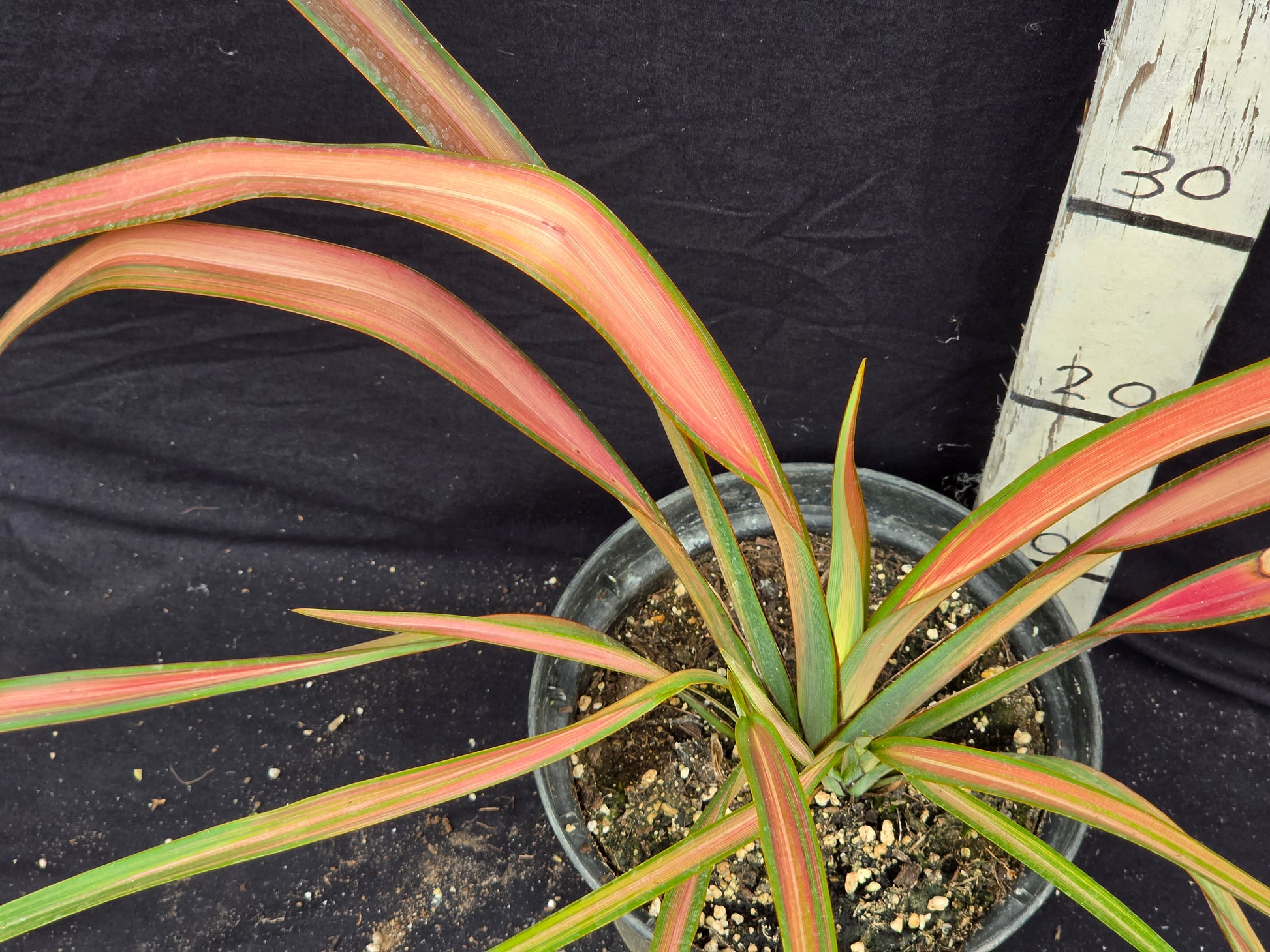 Phormium cv. Jester