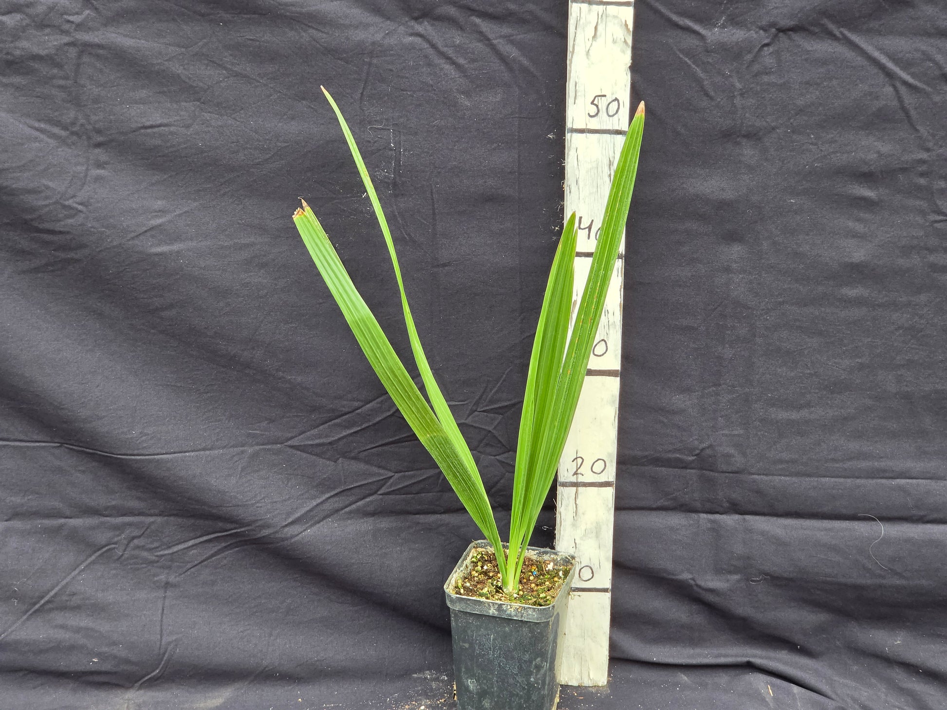 Phoenix canariensis X dactylifera