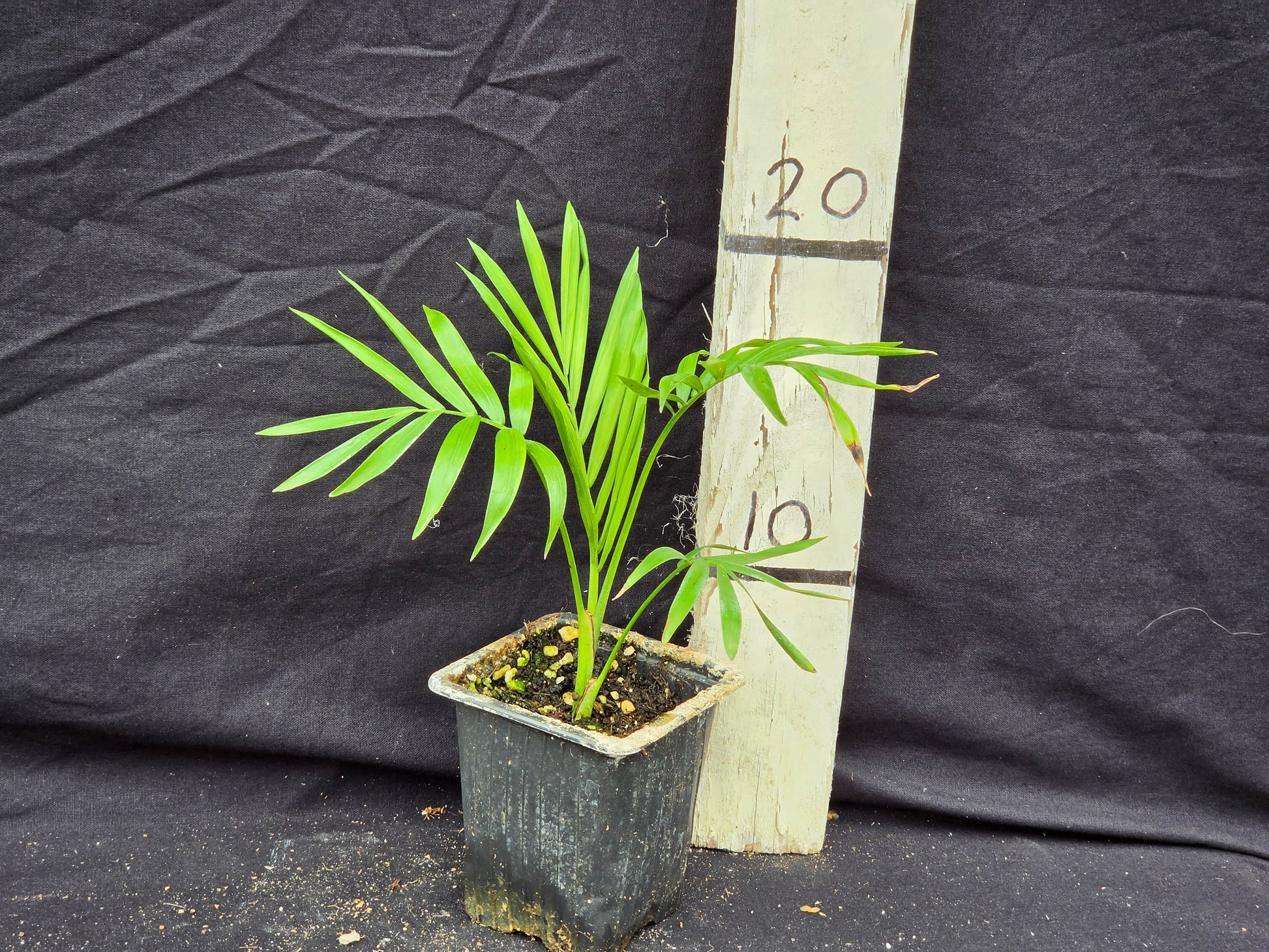 Chamaedorea elegans