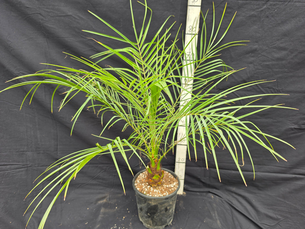 Phoenix roebelenii