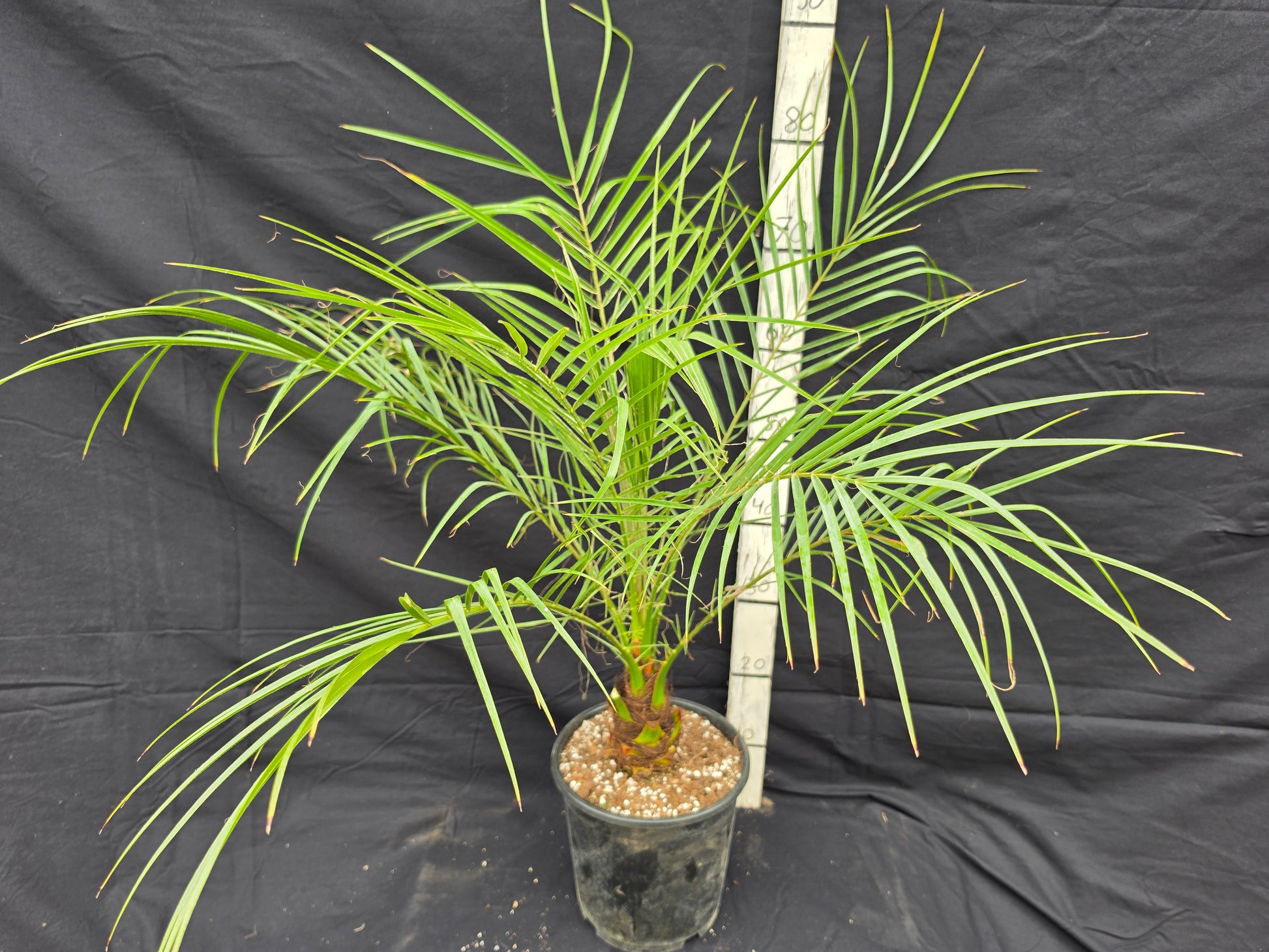Phoenix roebelenii