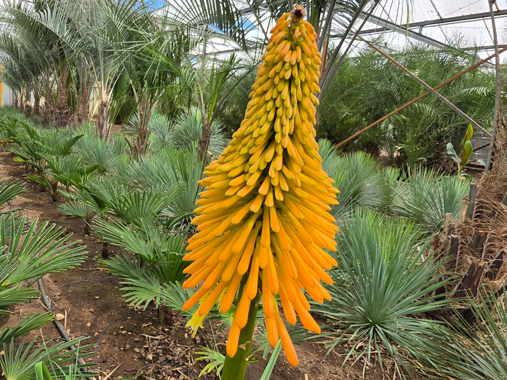 Kniphofia sp. 'Robusta'