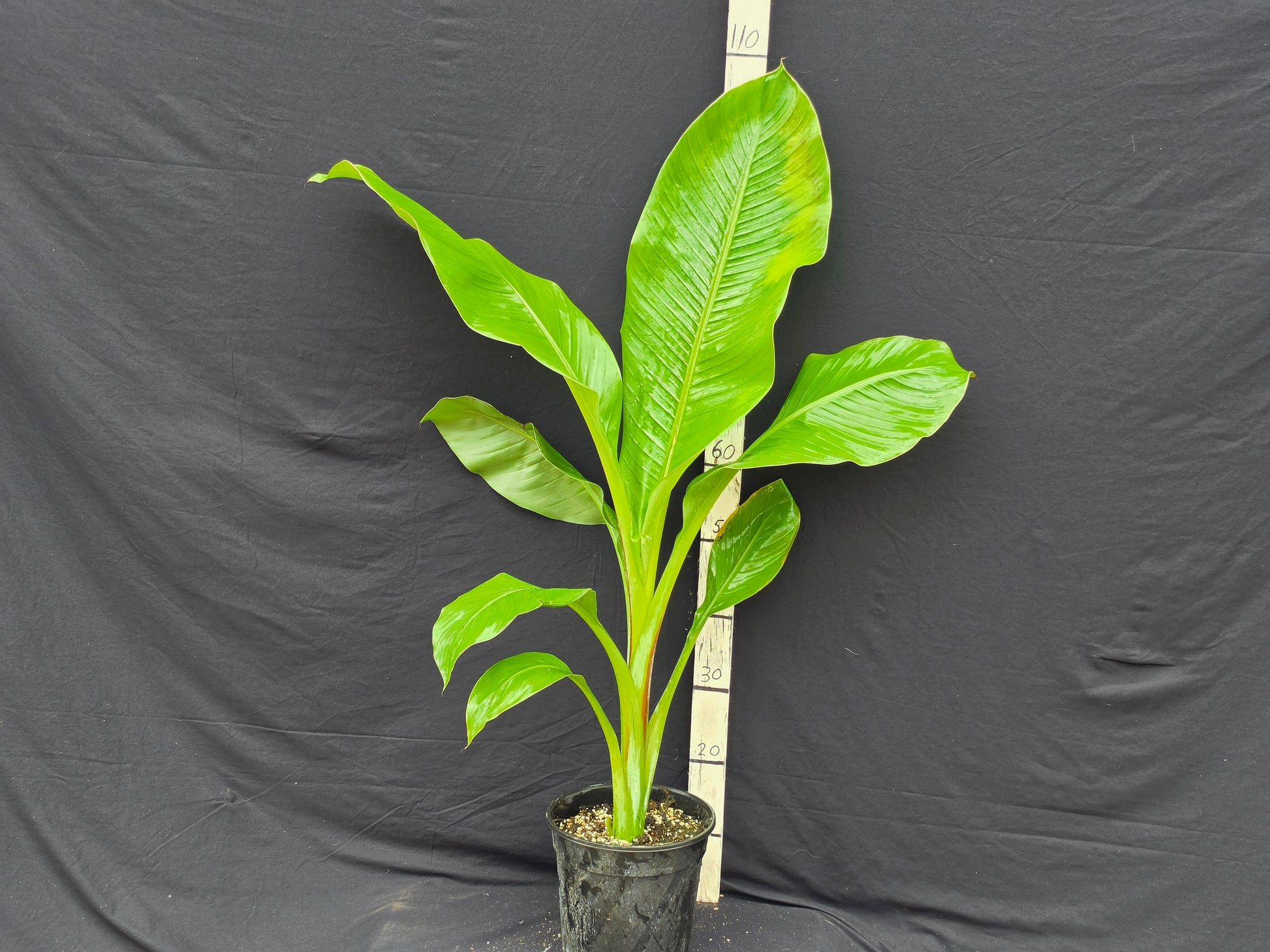 Ensete ventricosum