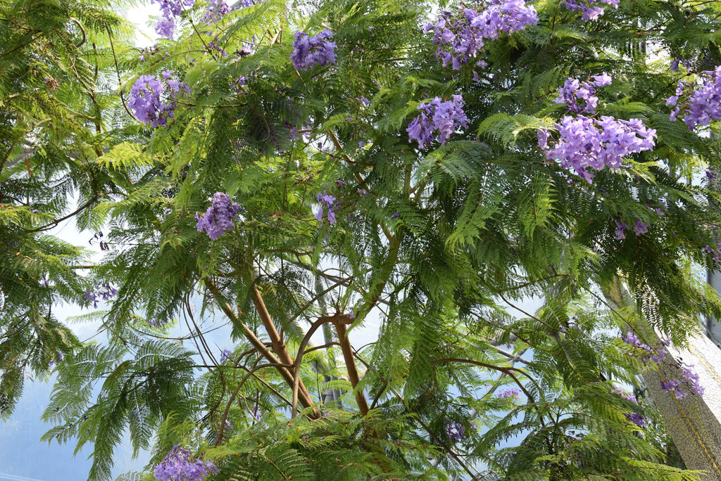 Jacaranda mimosifolia