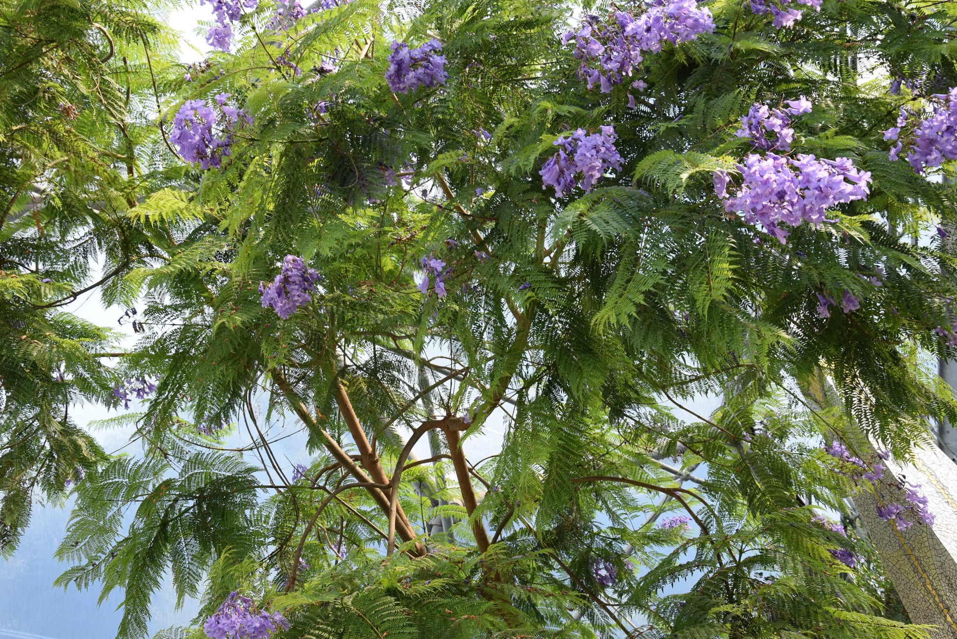 Jacaranda mimosifolia