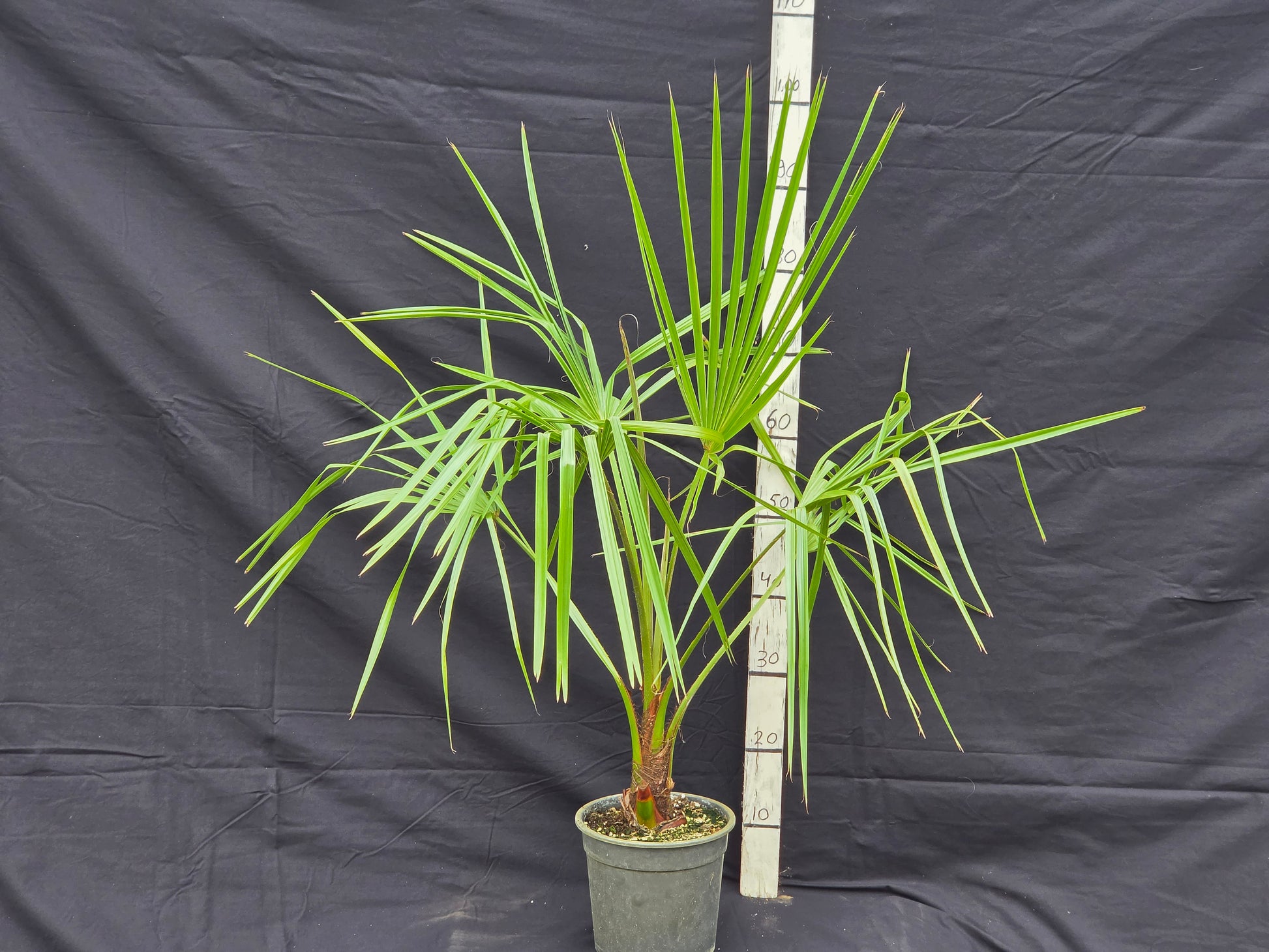 Livistona decora